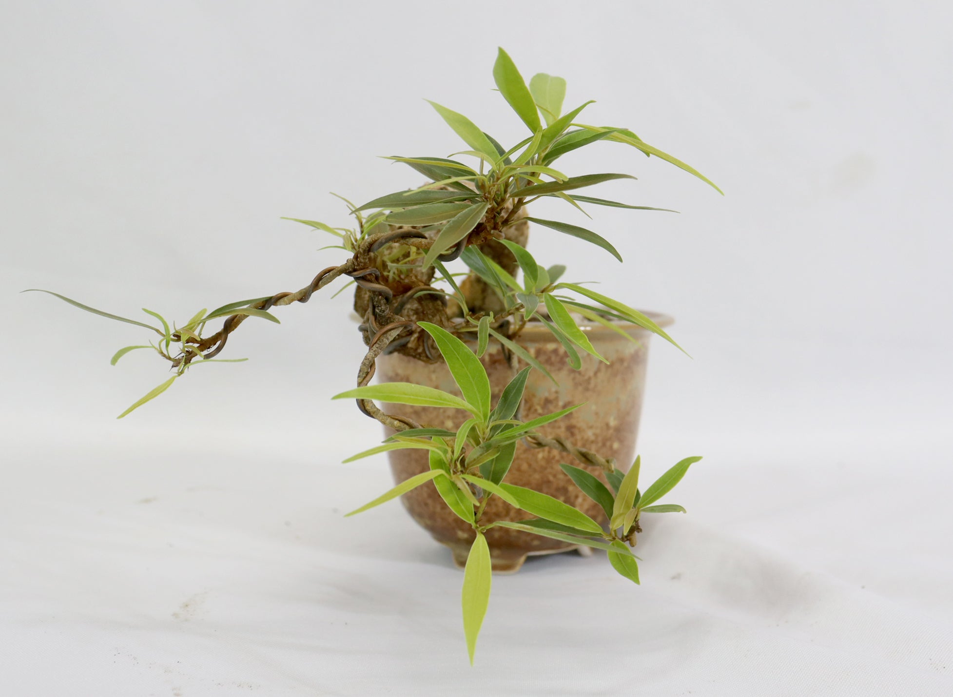 Willow Leaf Ficus in a Glazed Container