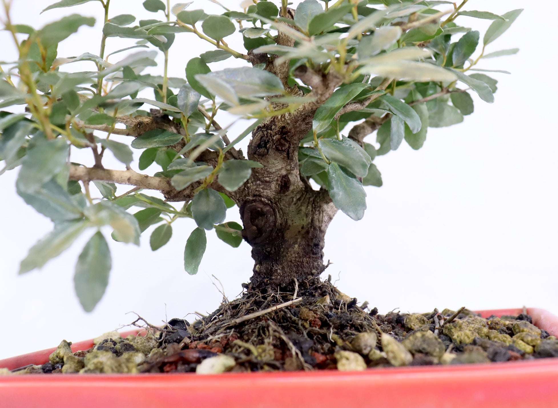 Ilex Vomitoria (Yaupon Holly) in a Red Glazed Pot