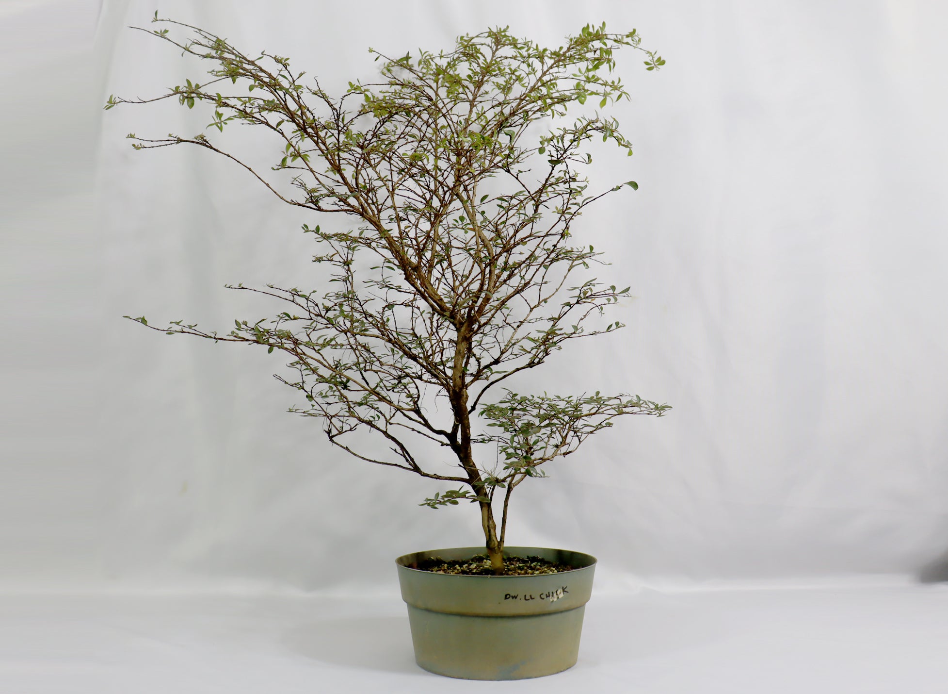 Assorted Crepe Myrtle in 10