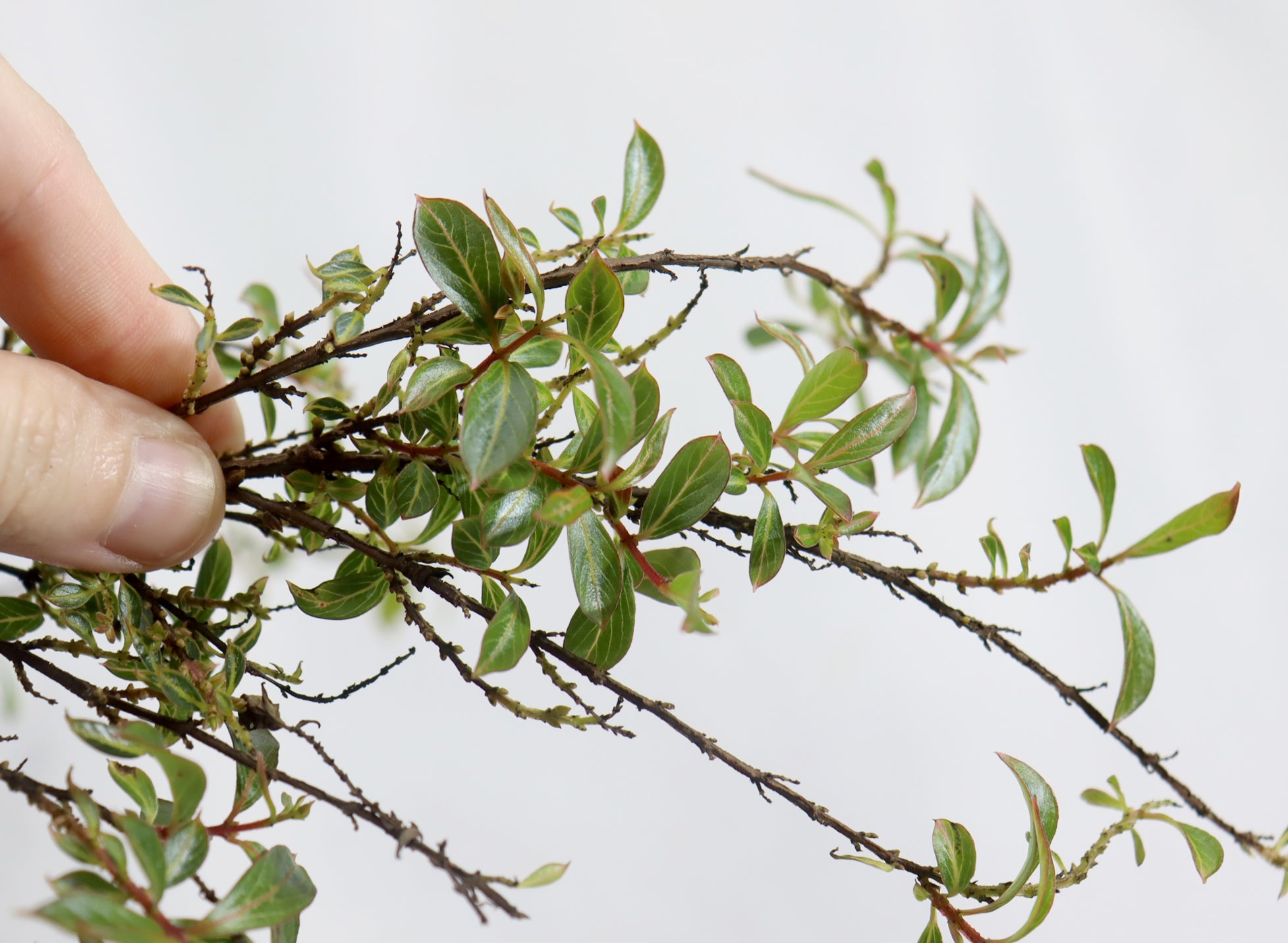 Assorted Crepe Myrtle in 10