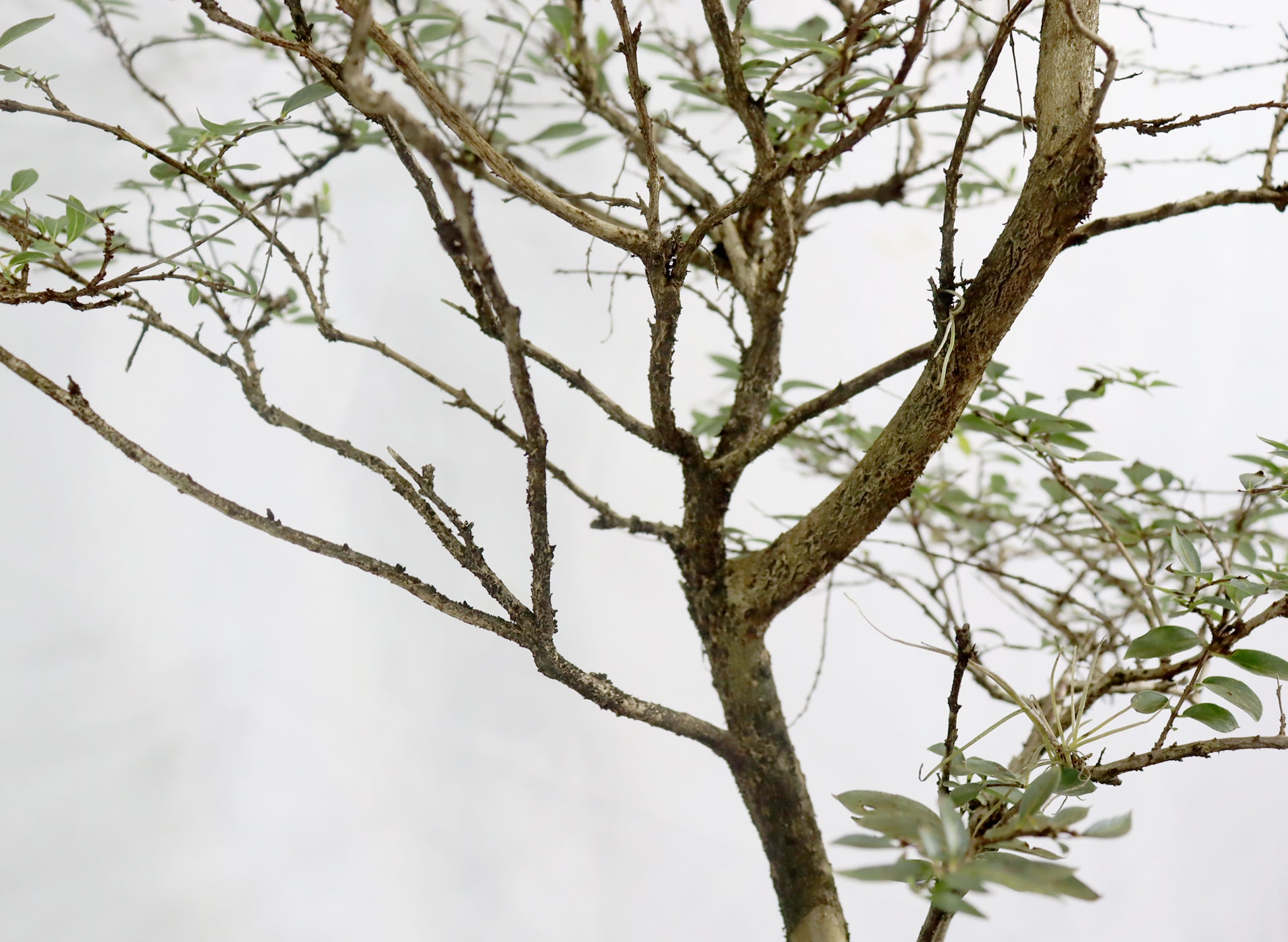 Assorted Crepe Myrtle in 10