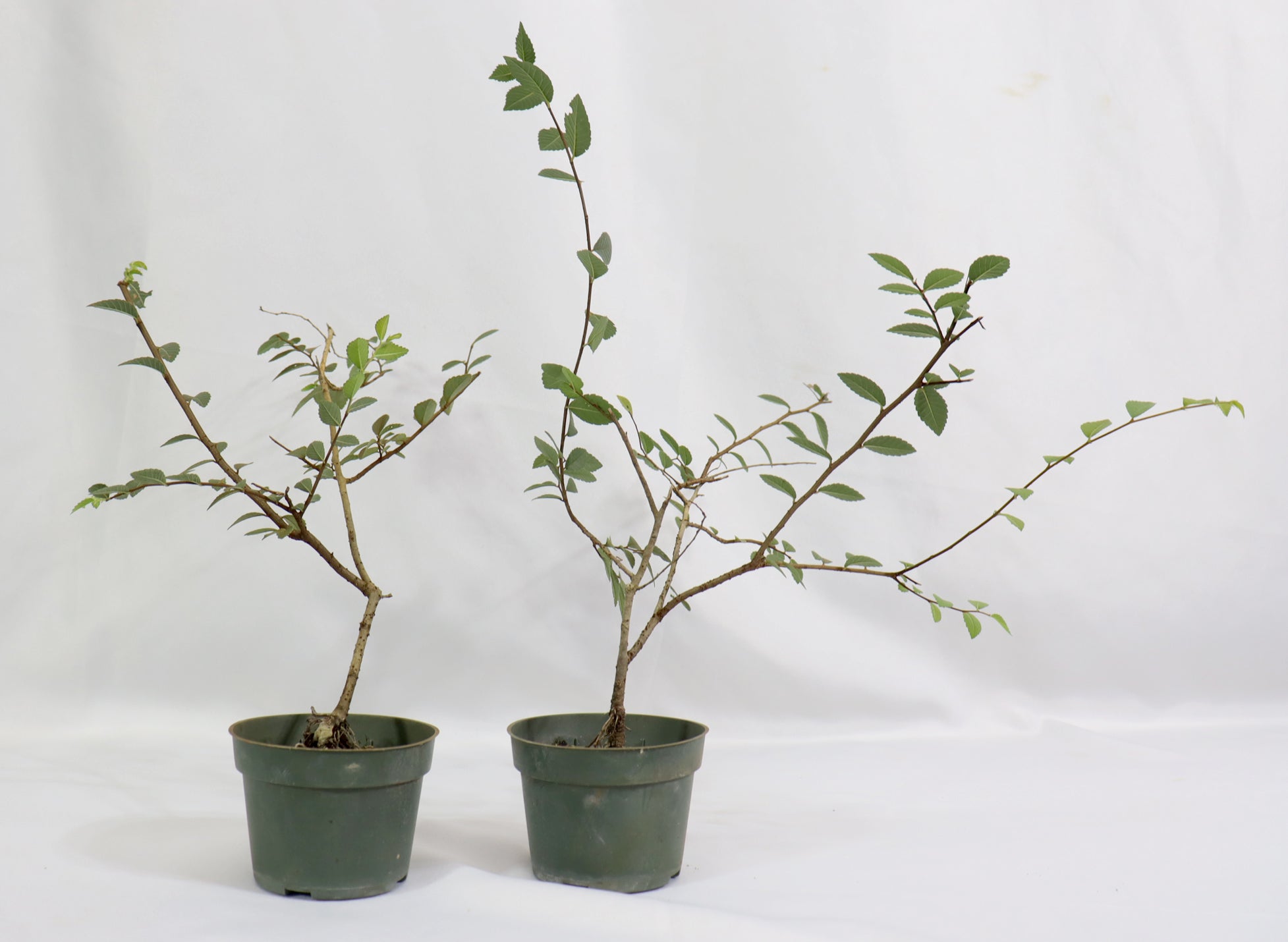 Assorted Chinese Elm Seedlings in 4