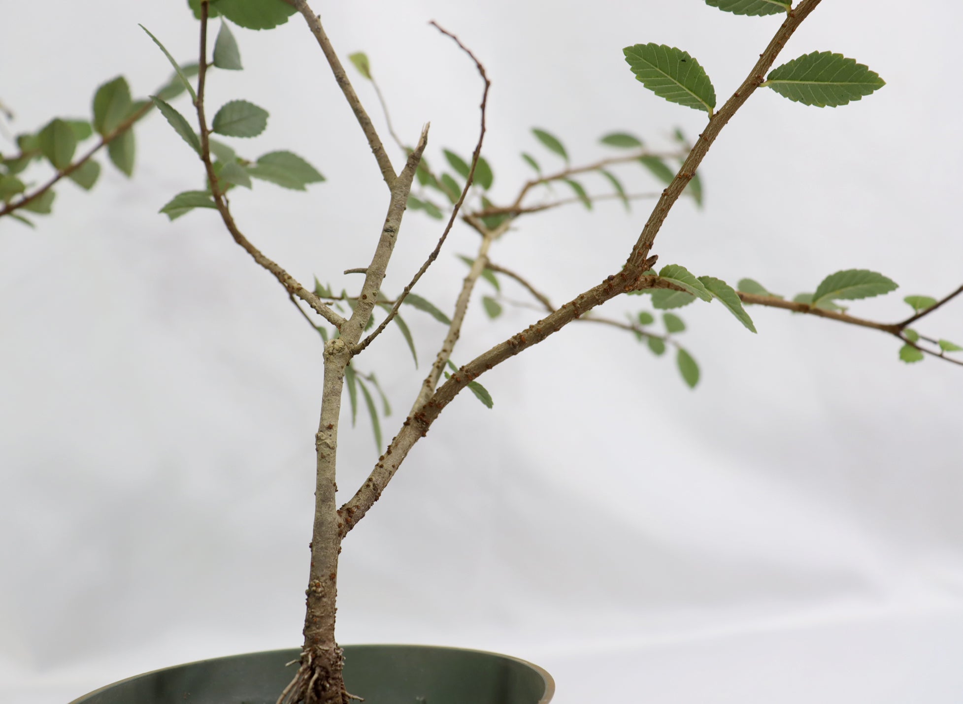 Assorted Chinese Elm Seedlings in 4