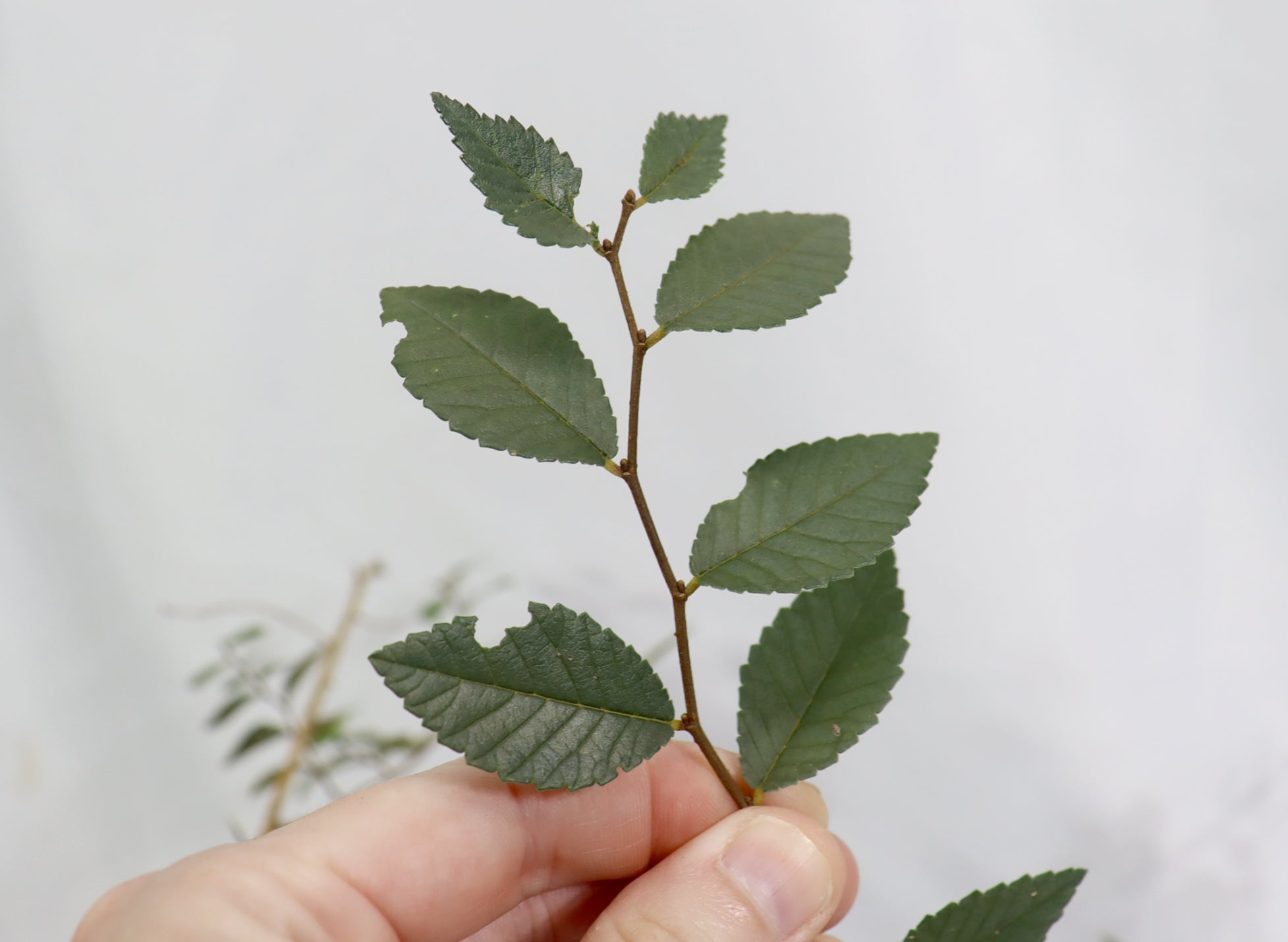 Assorted Chinese Elm Seedlings in 4" Plastic Pots - Schley's Bonsai