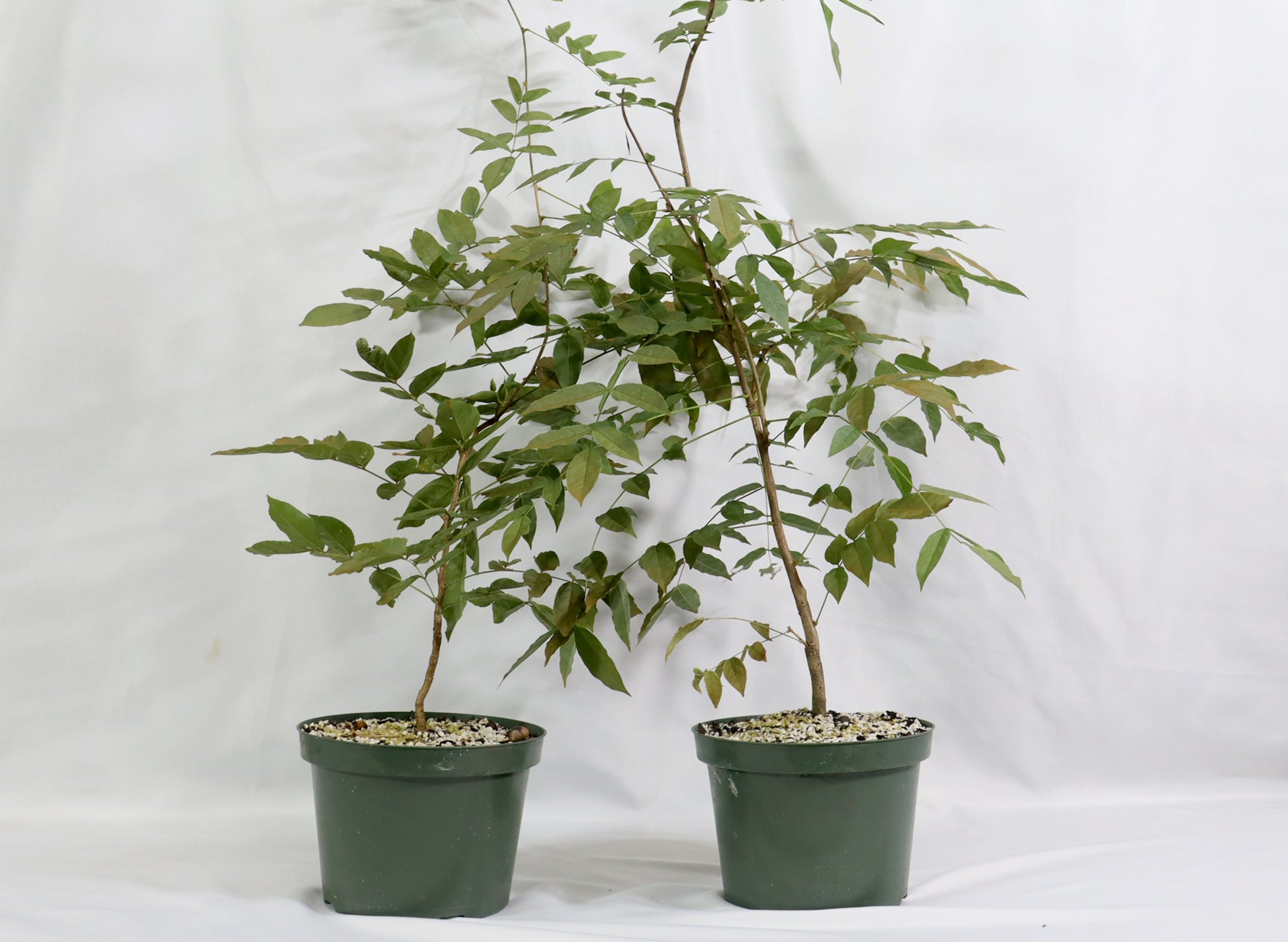 Assorted Chinese Wisteria in 8