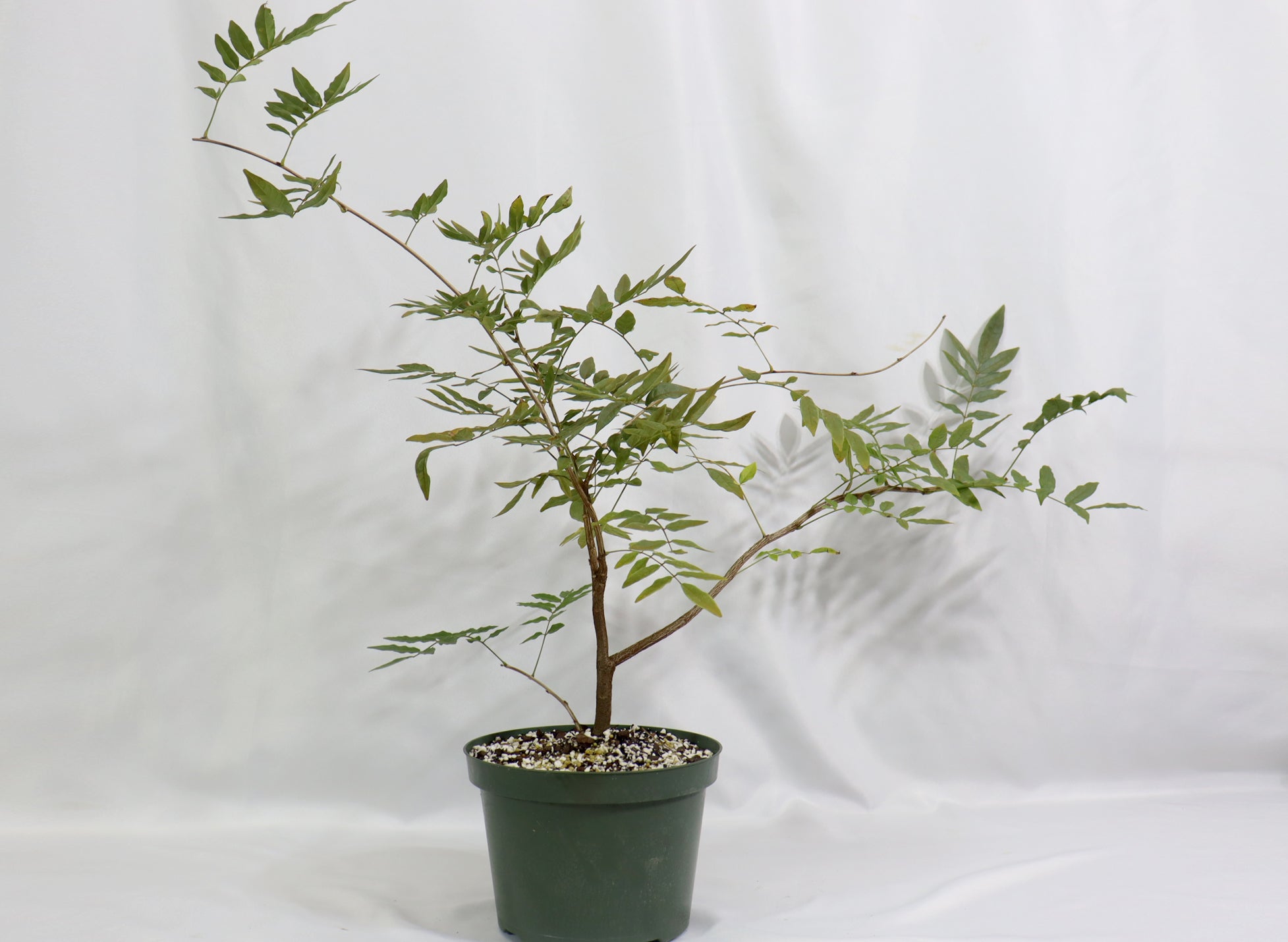 Assorted Japanese Wisteria in 8