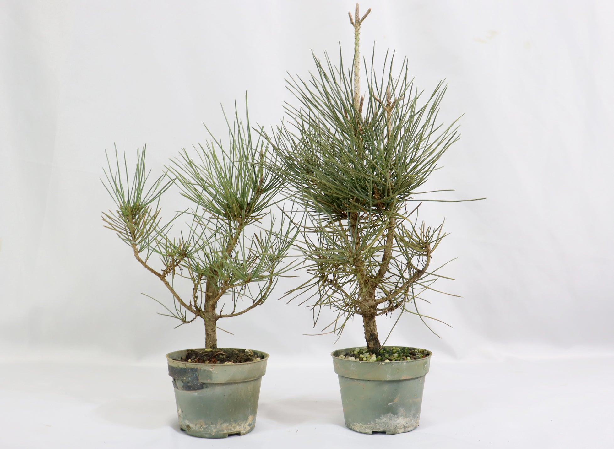 Assorted Shohin Japanese Black Pine Seedlings in 4