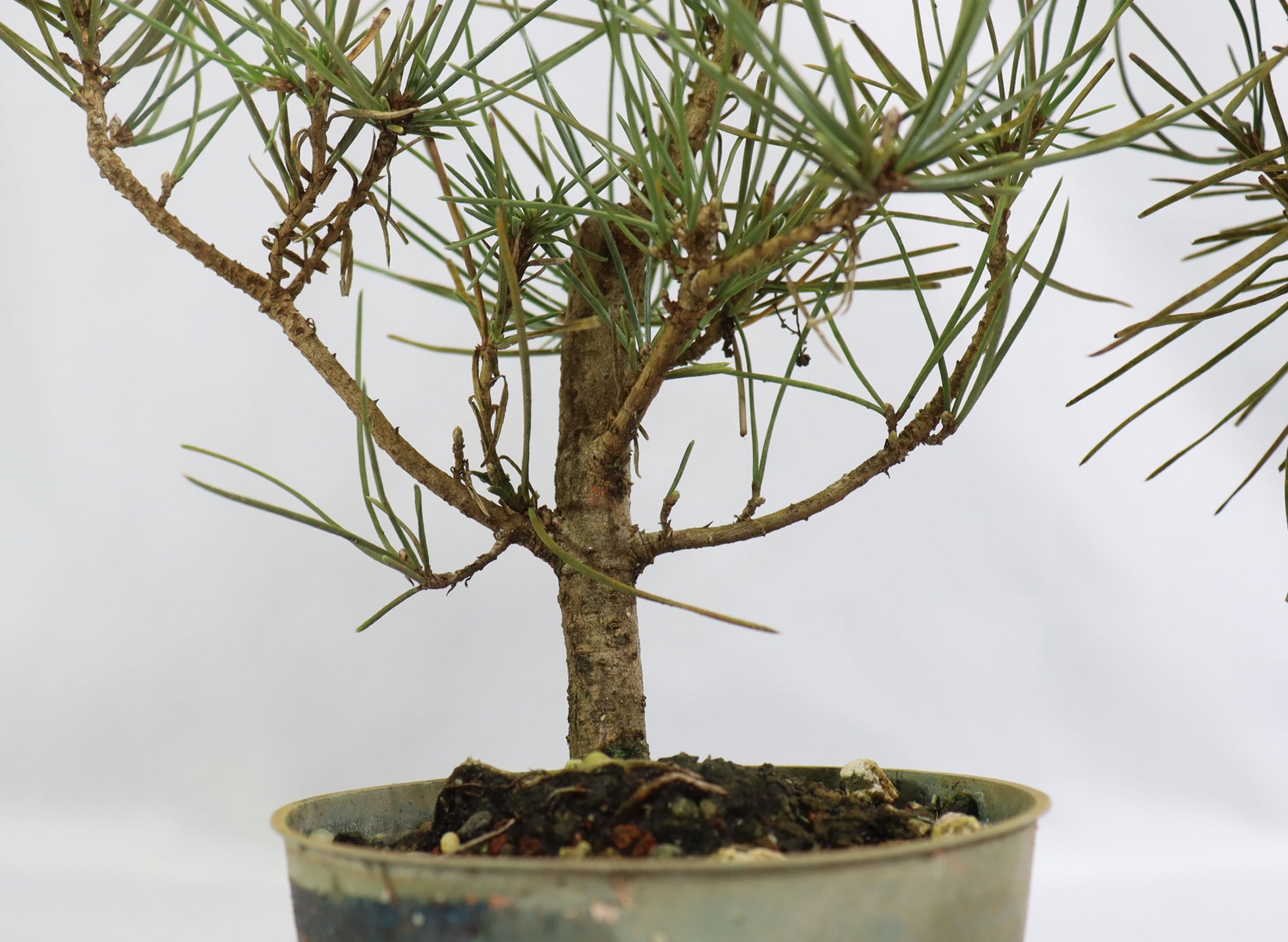 Assorted Shohin Japanese Black Pine Seedlings in 4