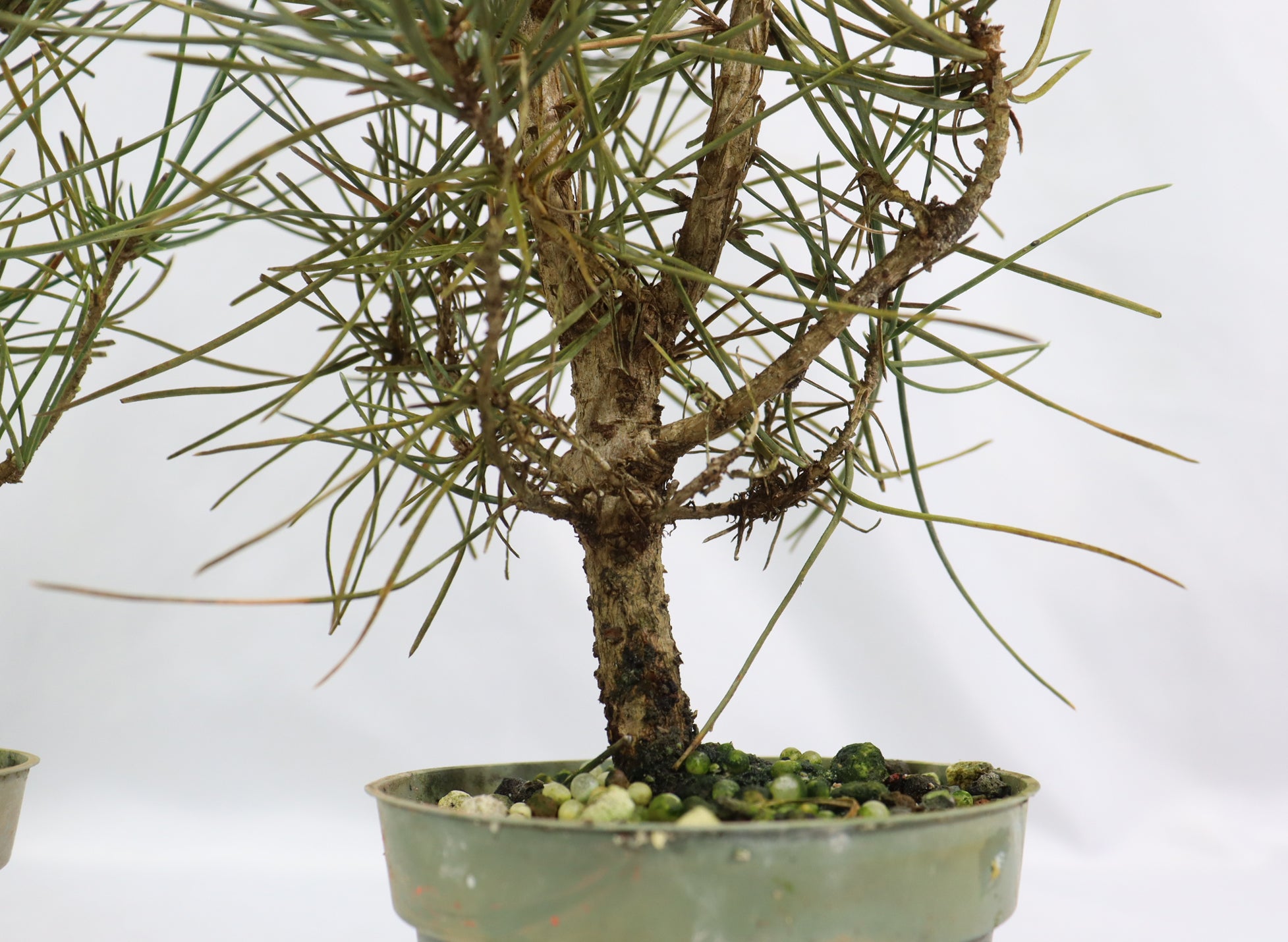 Assorted Shohin Japanese Black Pine Seedlings in 4