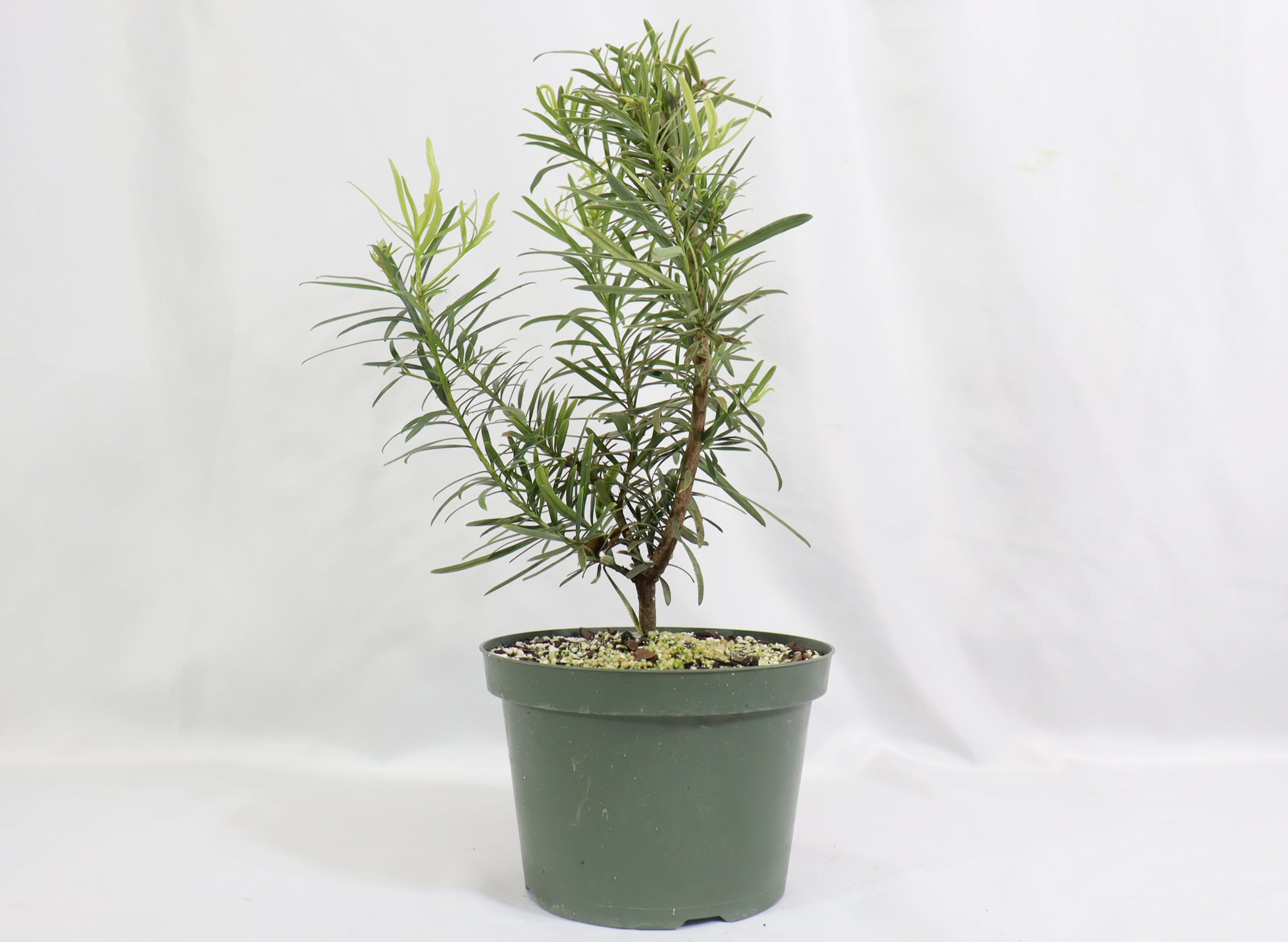 Assorted Podocarpus in 8