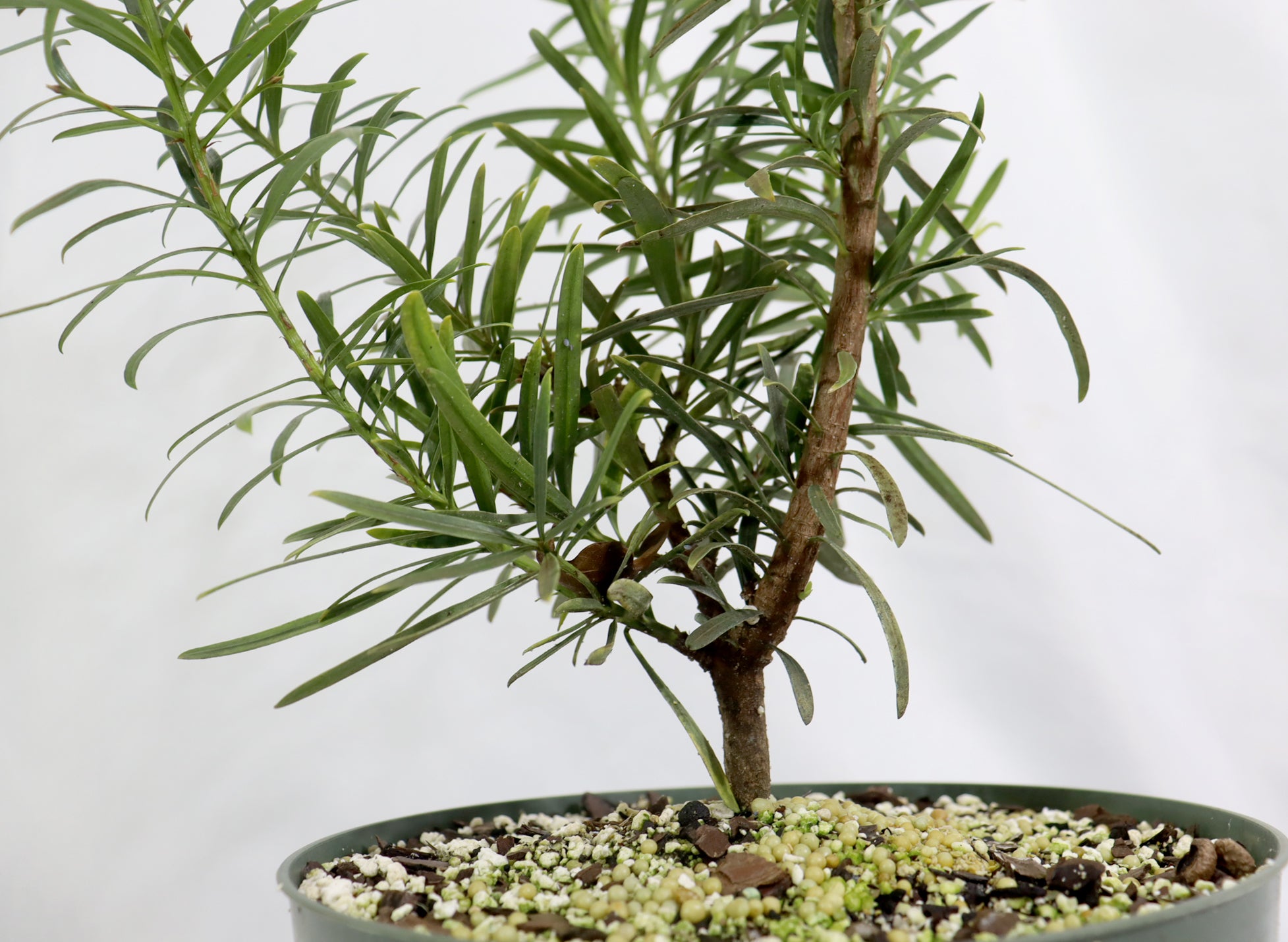 Assorted Podocarpus in 8