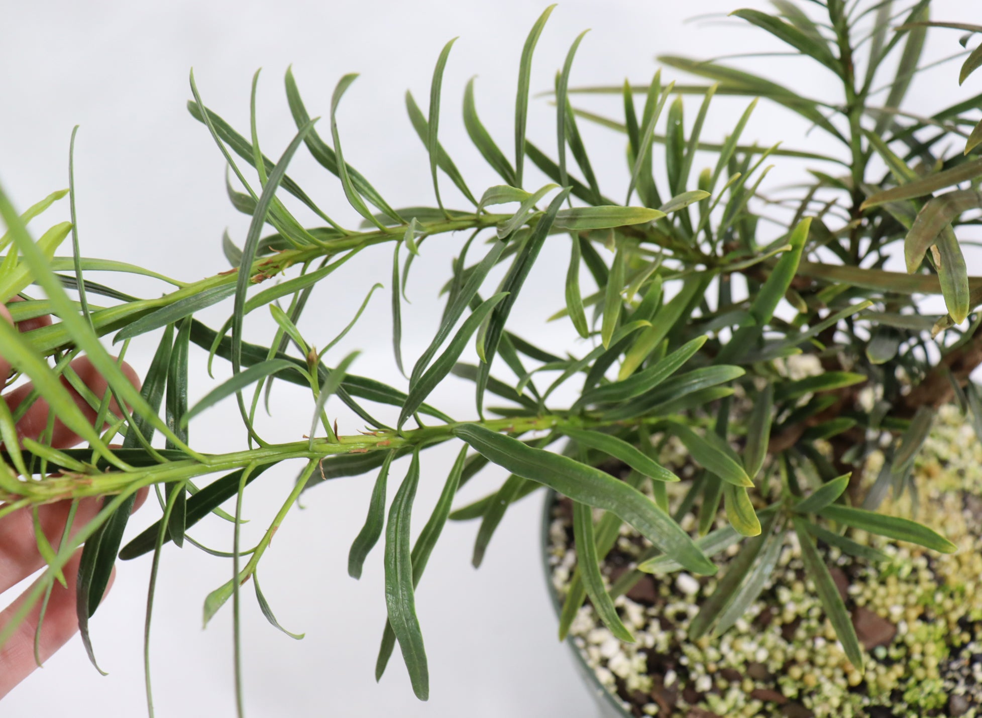 Assorted Podocarpus in 8" Plastic Pots - Schley's Bonsai