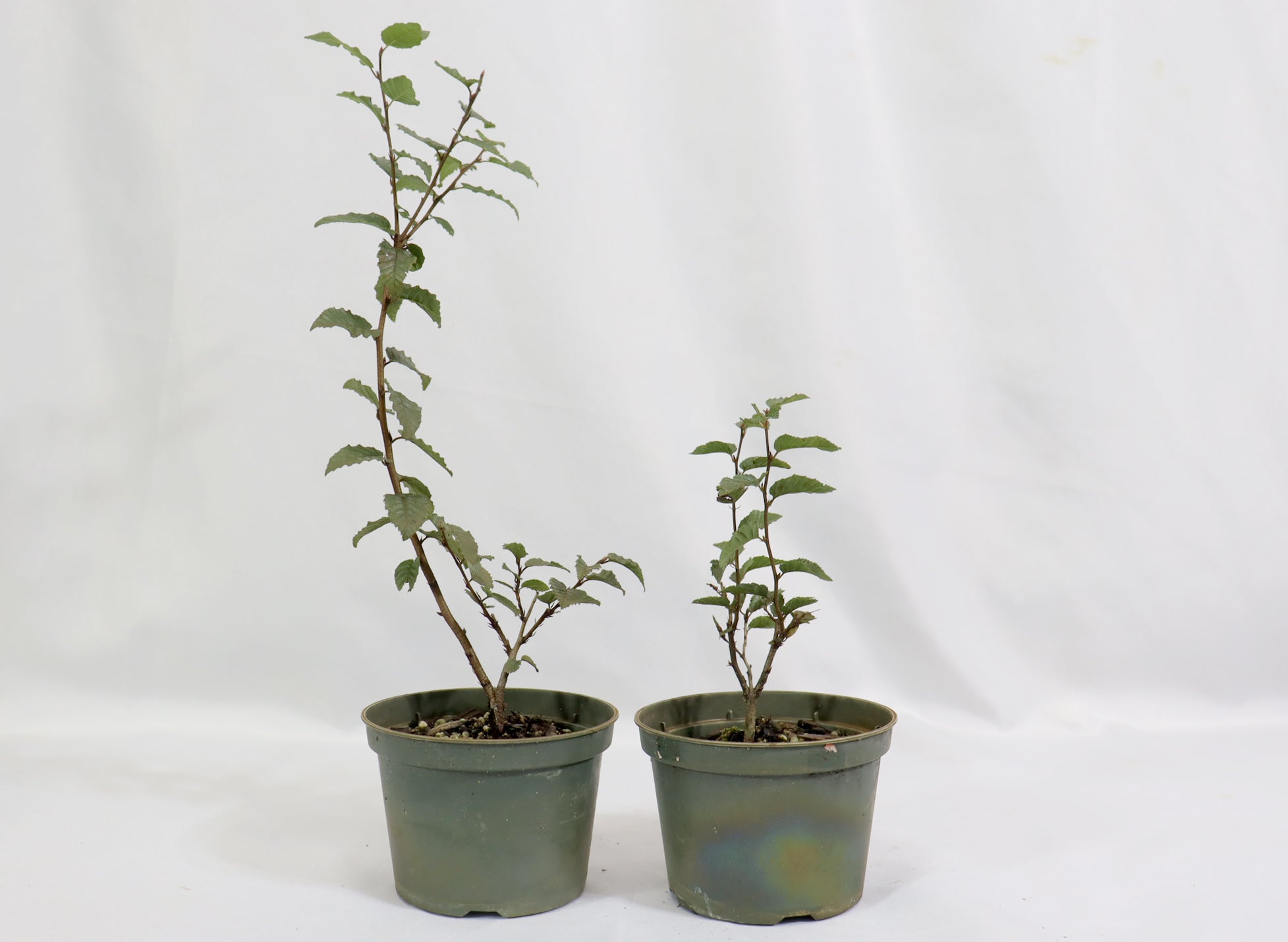 Assorted Korean Hornbeam in 5" Plastic Pots - Schley's Bonsai