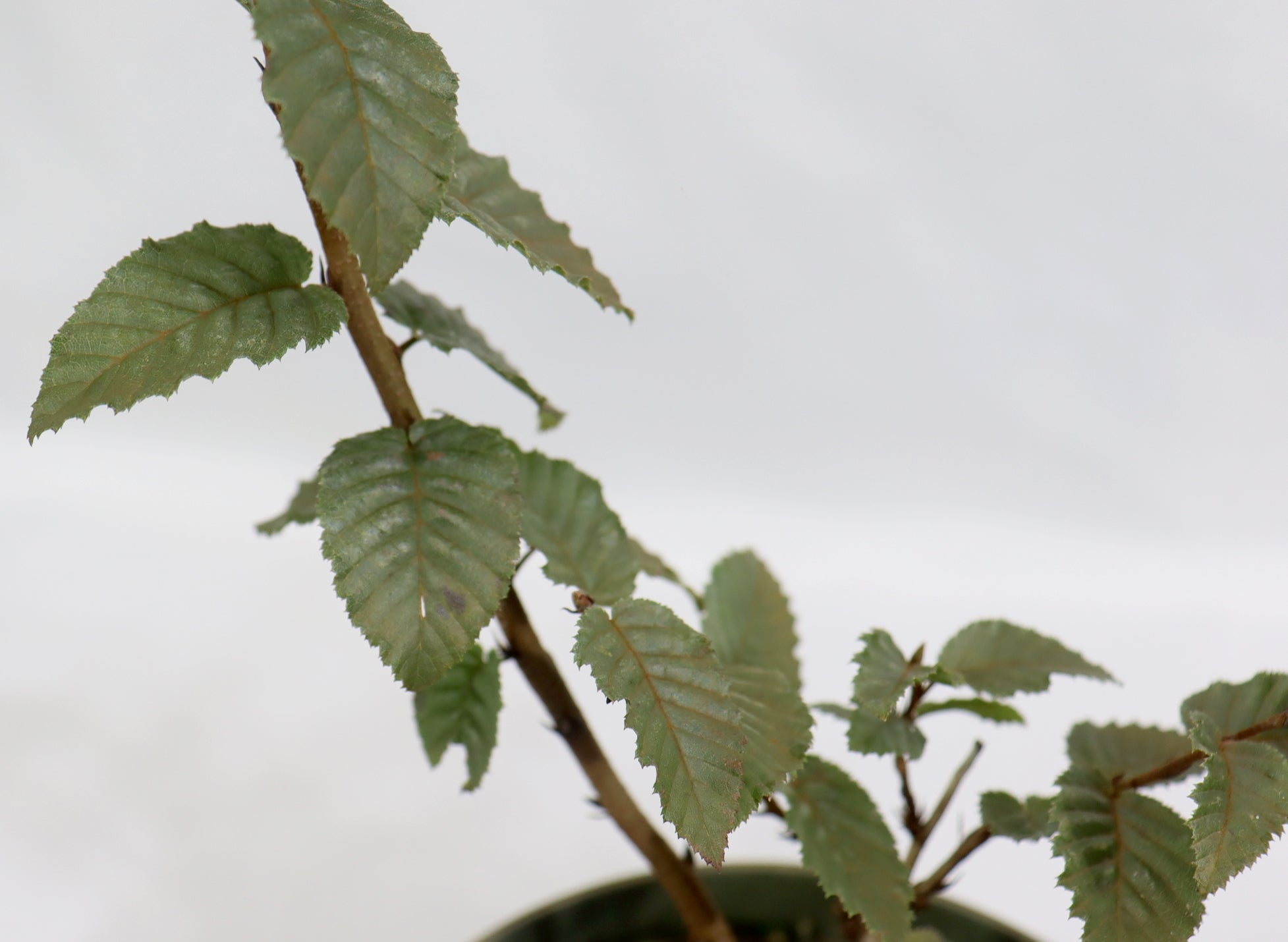 Assorted Korean Hornbeam in 5