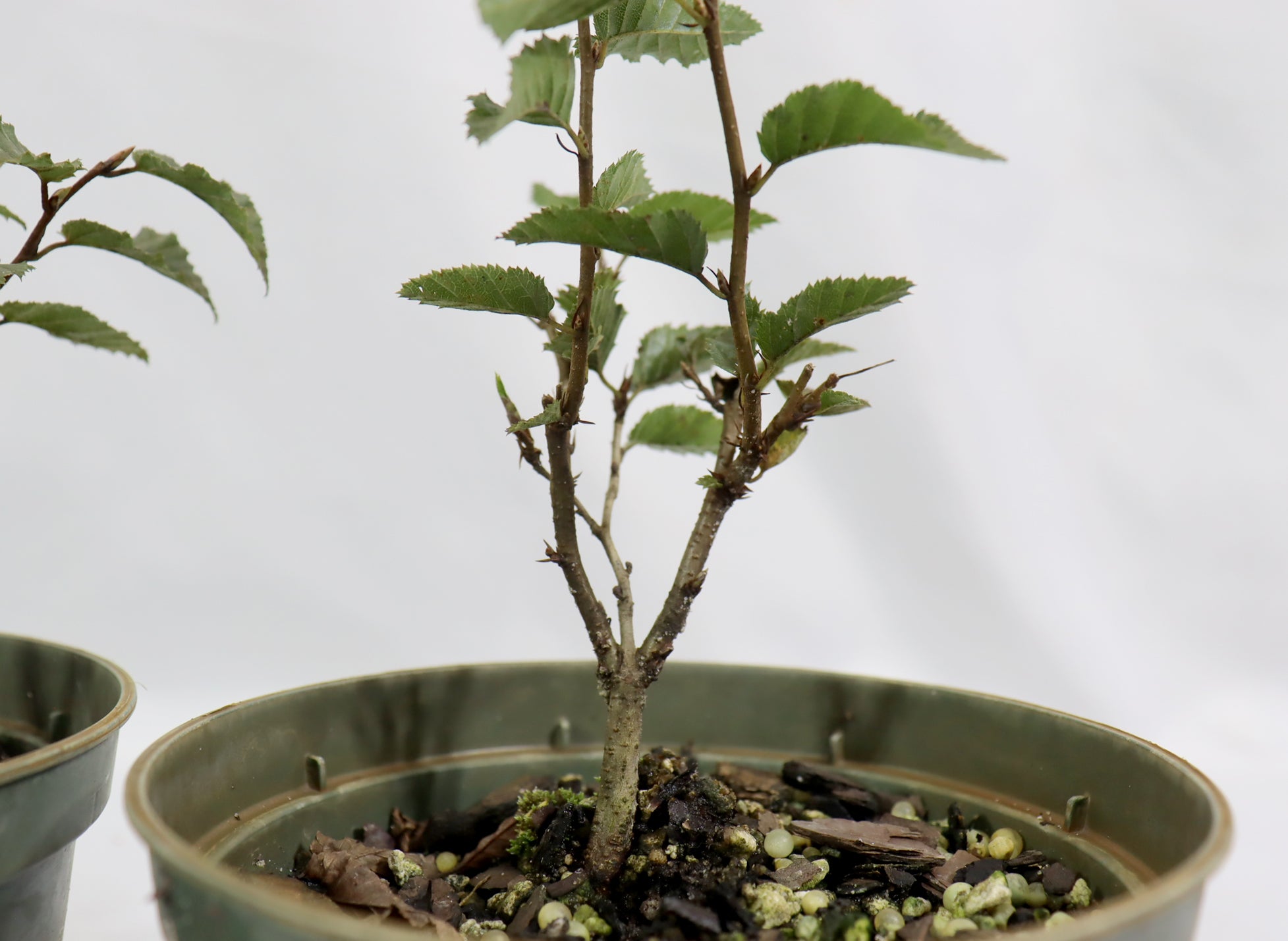 Assorted Korean Hornbeam in 5