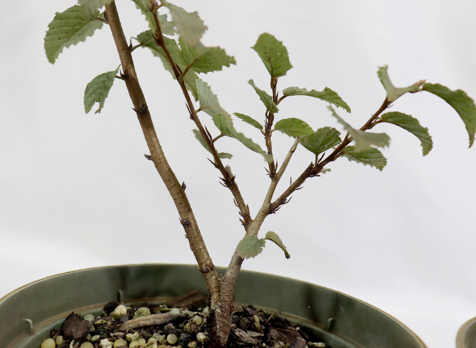 Assorted Korean Hornbeam in 5" Plastic Pots - Schley's Bonsai