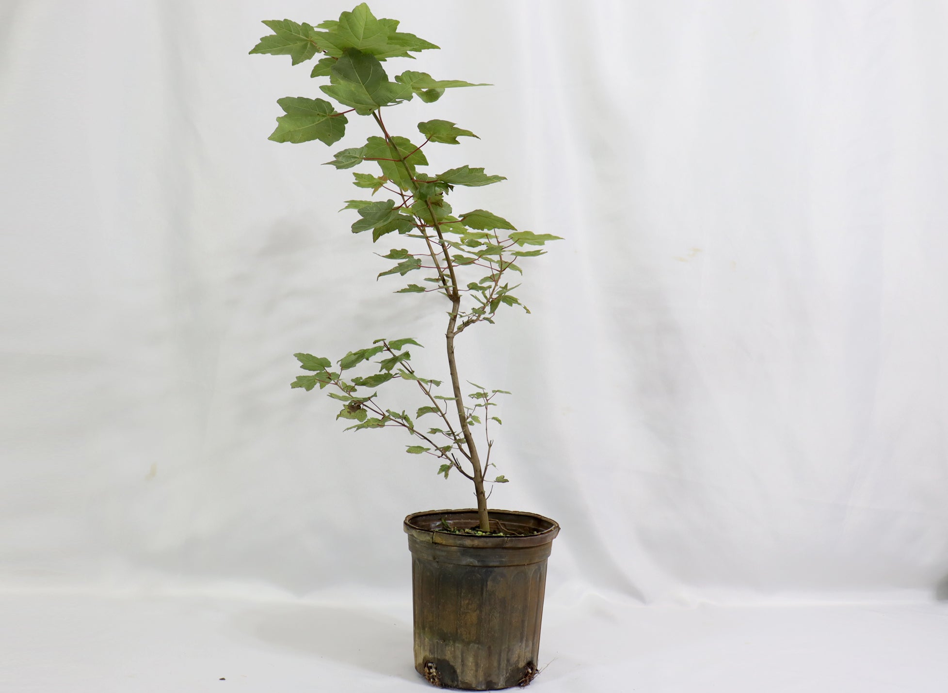 Assorted Red Maples in One Gallon Pots