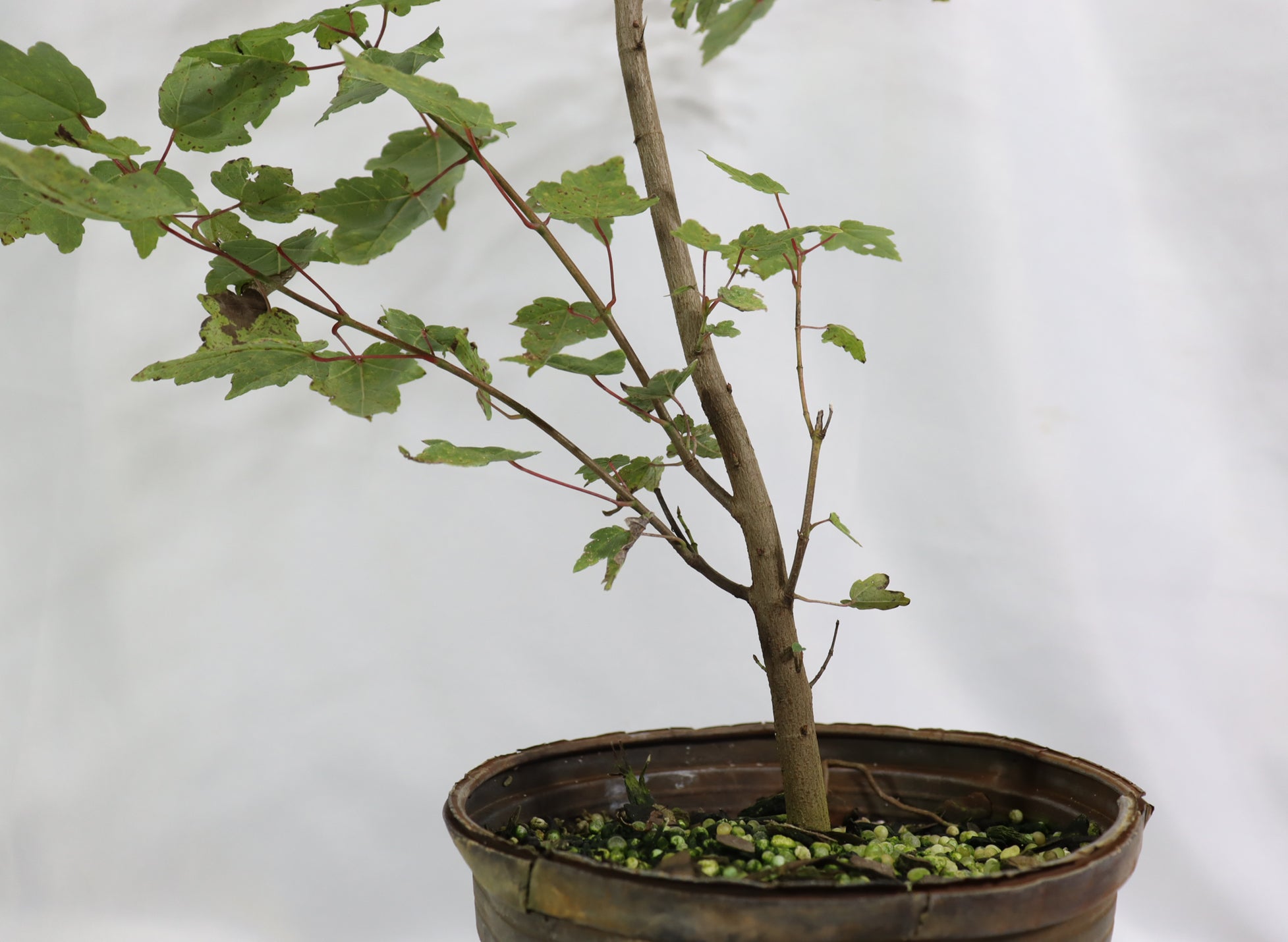 Assorted Red Maples in One Gallon Pots