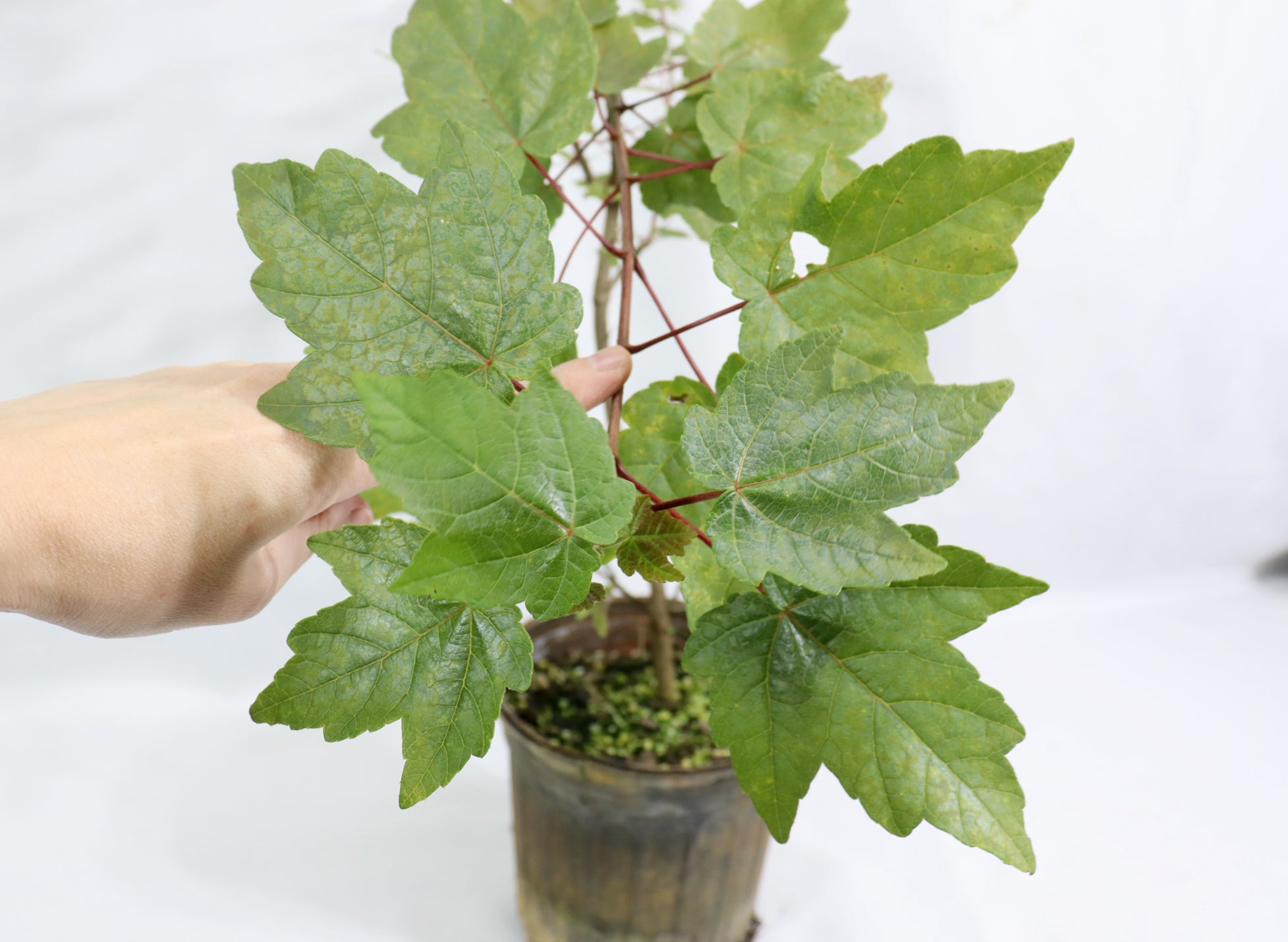 Assorted Red Maples in One Gallon Pots