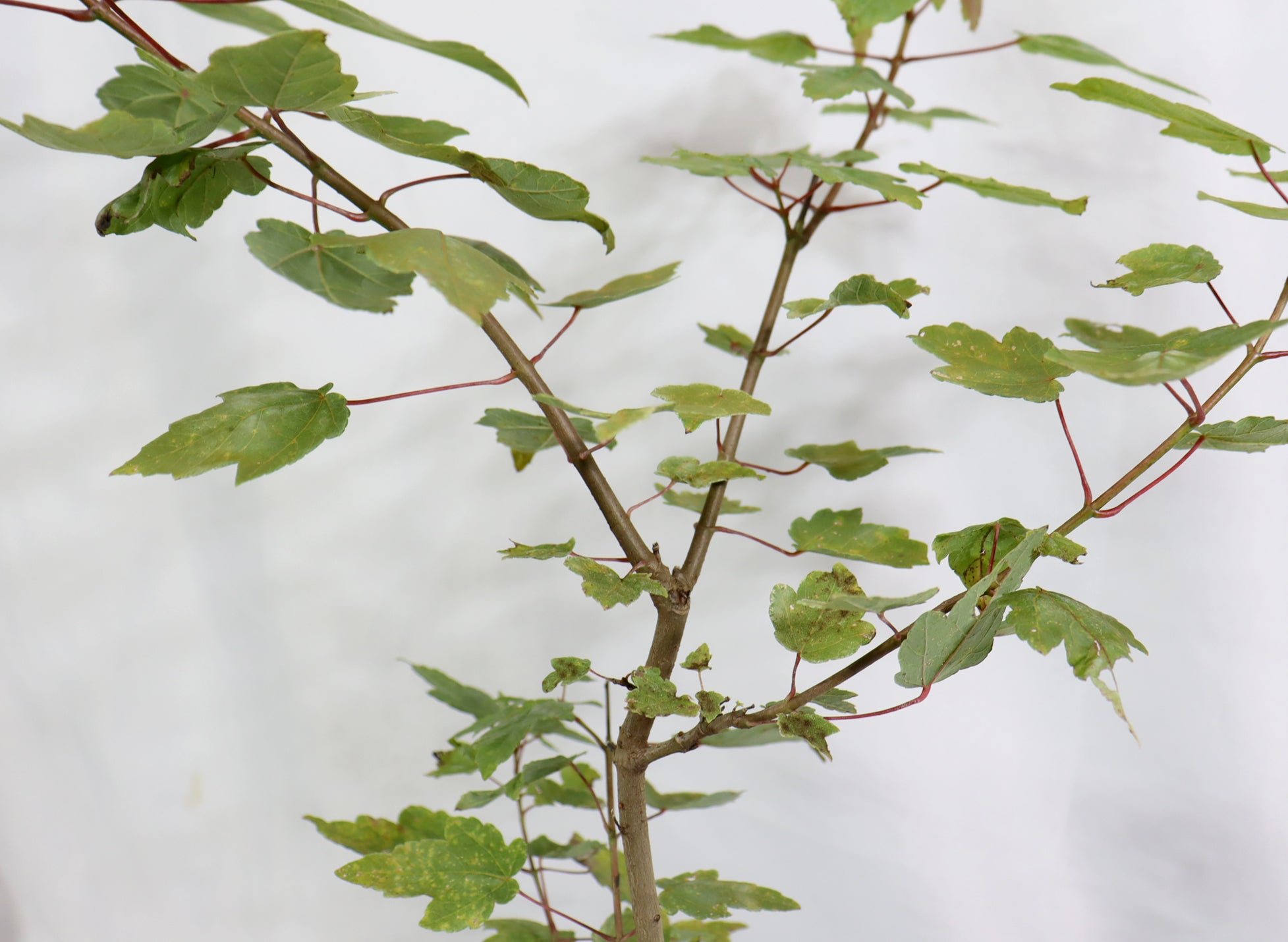 Assorted Red Maples in One Gallon Pots - Schley's Bonsai