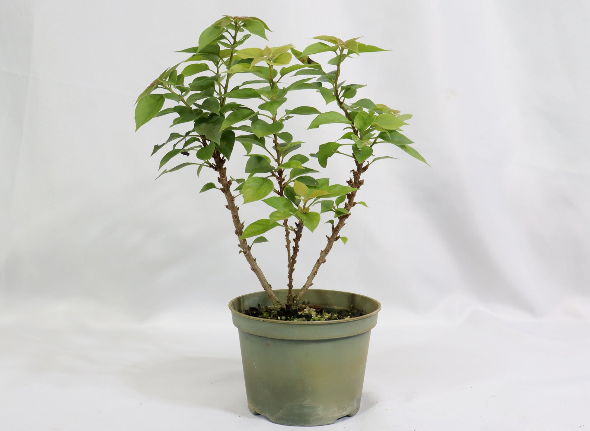 Assorted Pink Pixie Bougainvillea in Plastic Pots (5