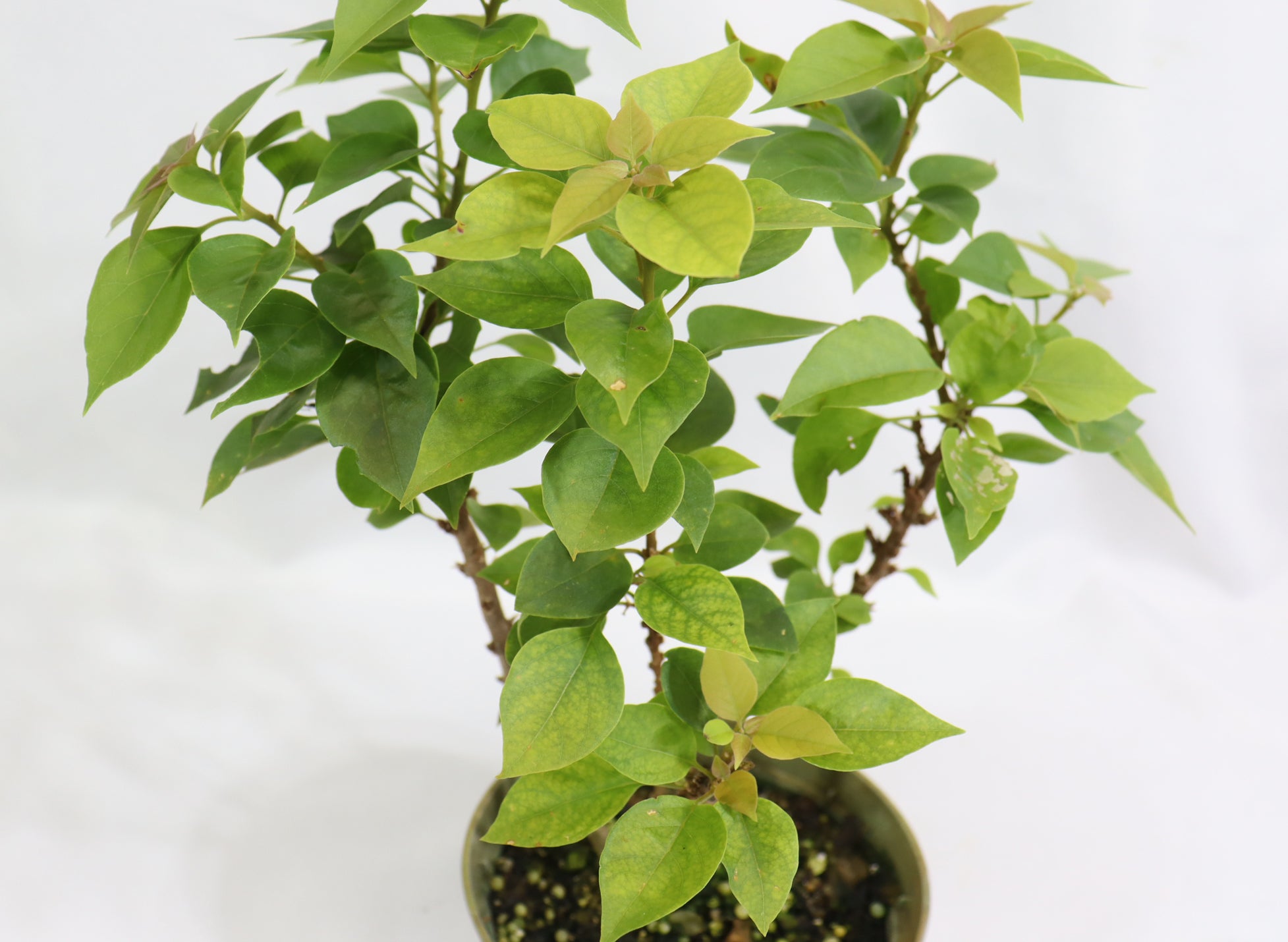 Assorted Pink Pixie Bougainvillea in Plastic Pots (5