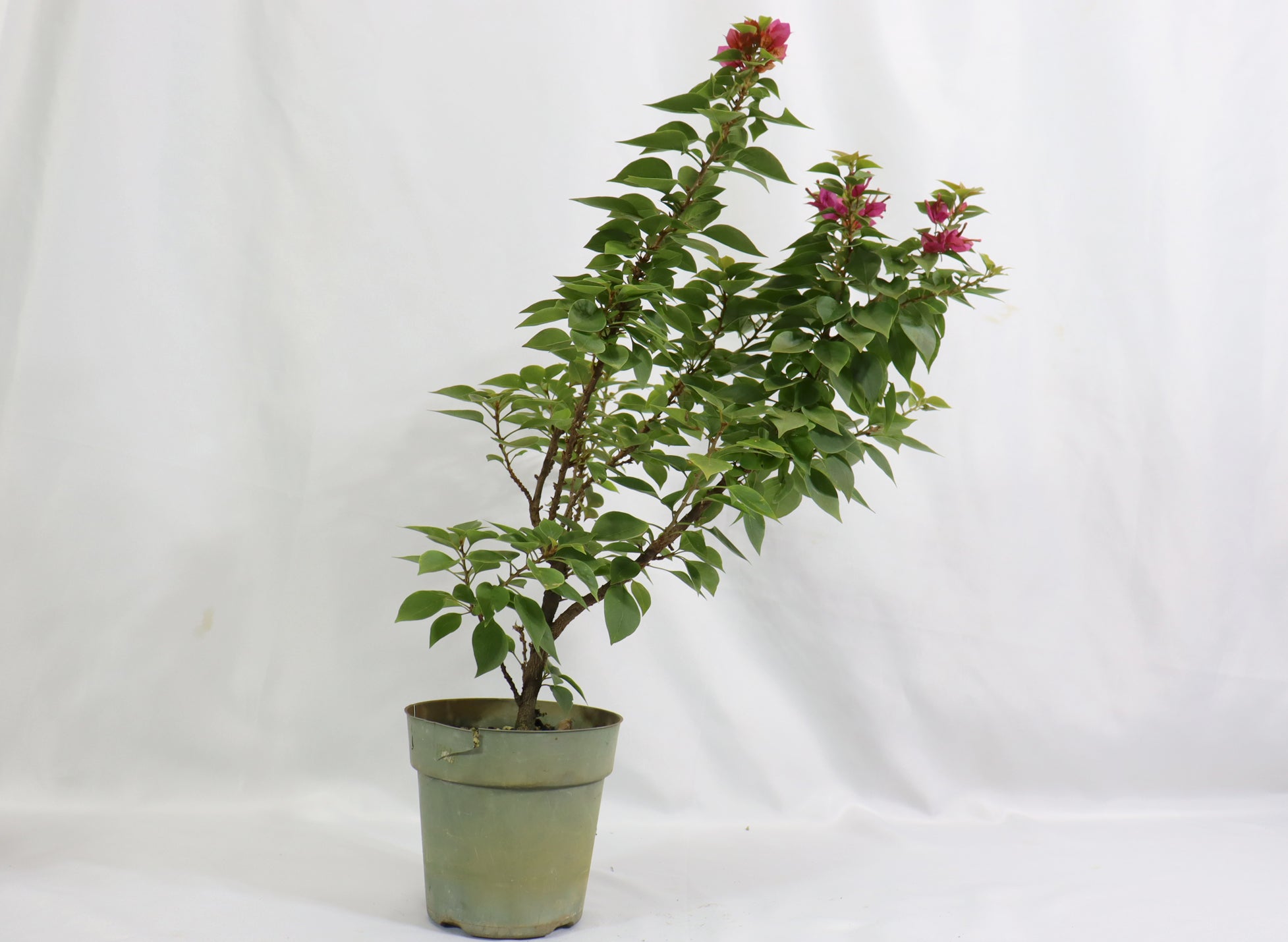 Assorted Pink Pixie Bougainvillea in Plastic Pots (5