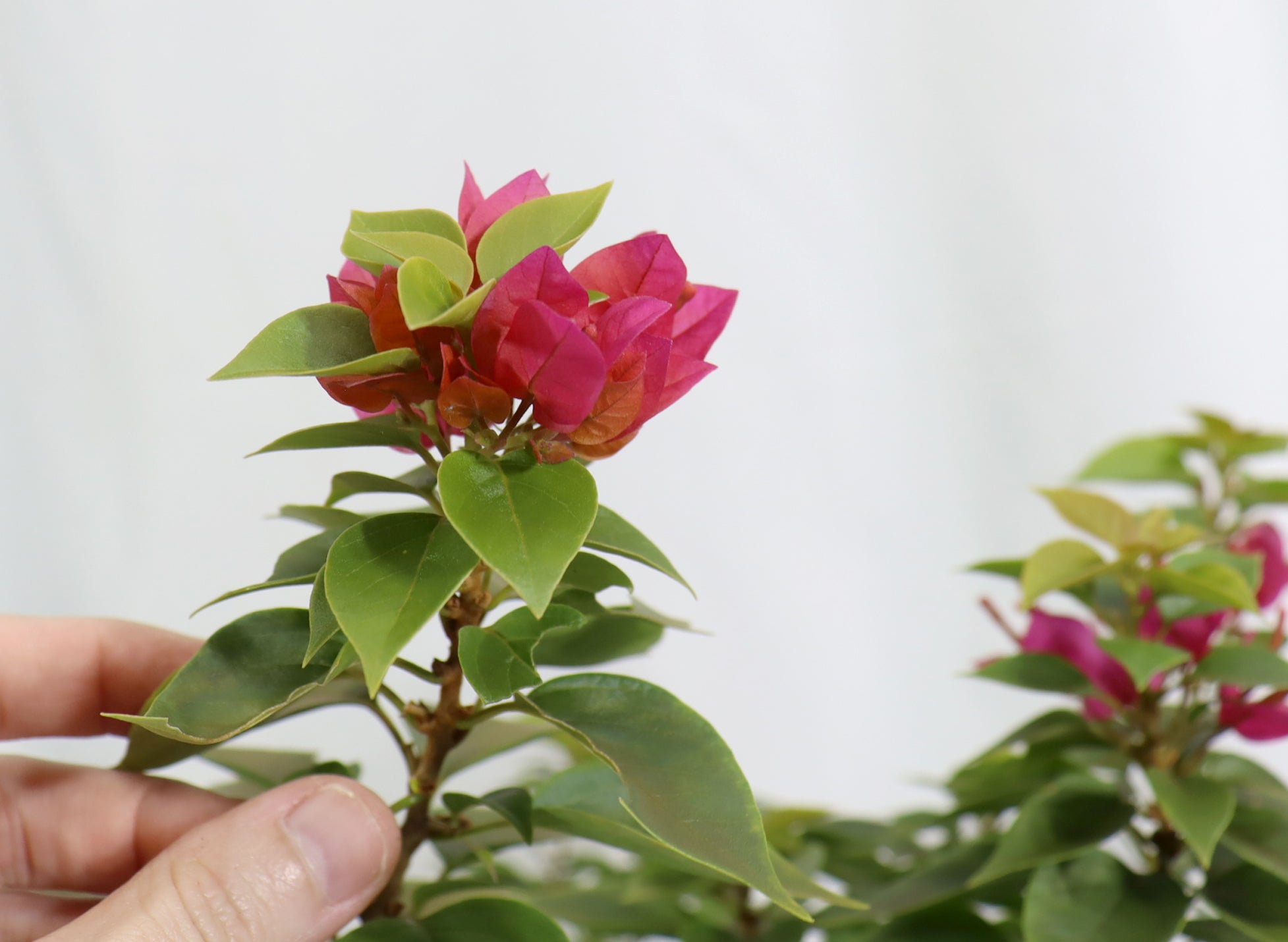 Assorted Pink Pixie Bougainvillea in Plastic Pots (5