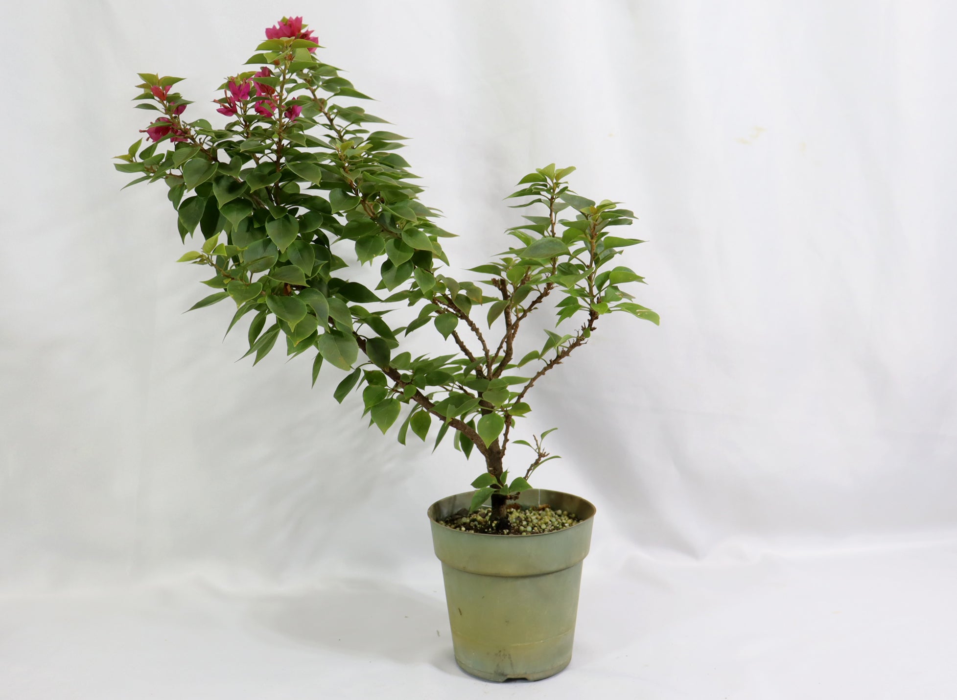 Assorted Pink Pixie Bougainvillea in Plastic Pots (5