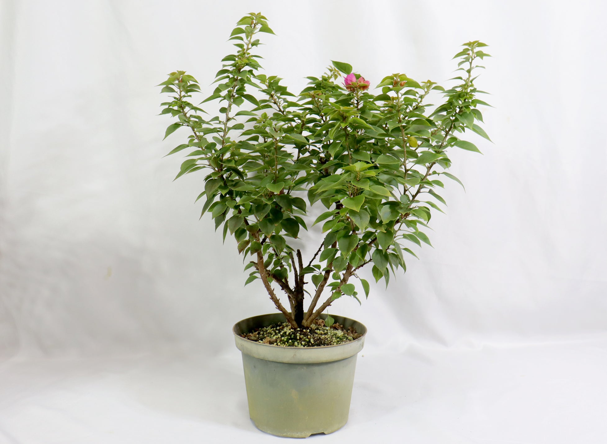 Assorted Pink Pixie Bougainvillea in Plastic Pots (5