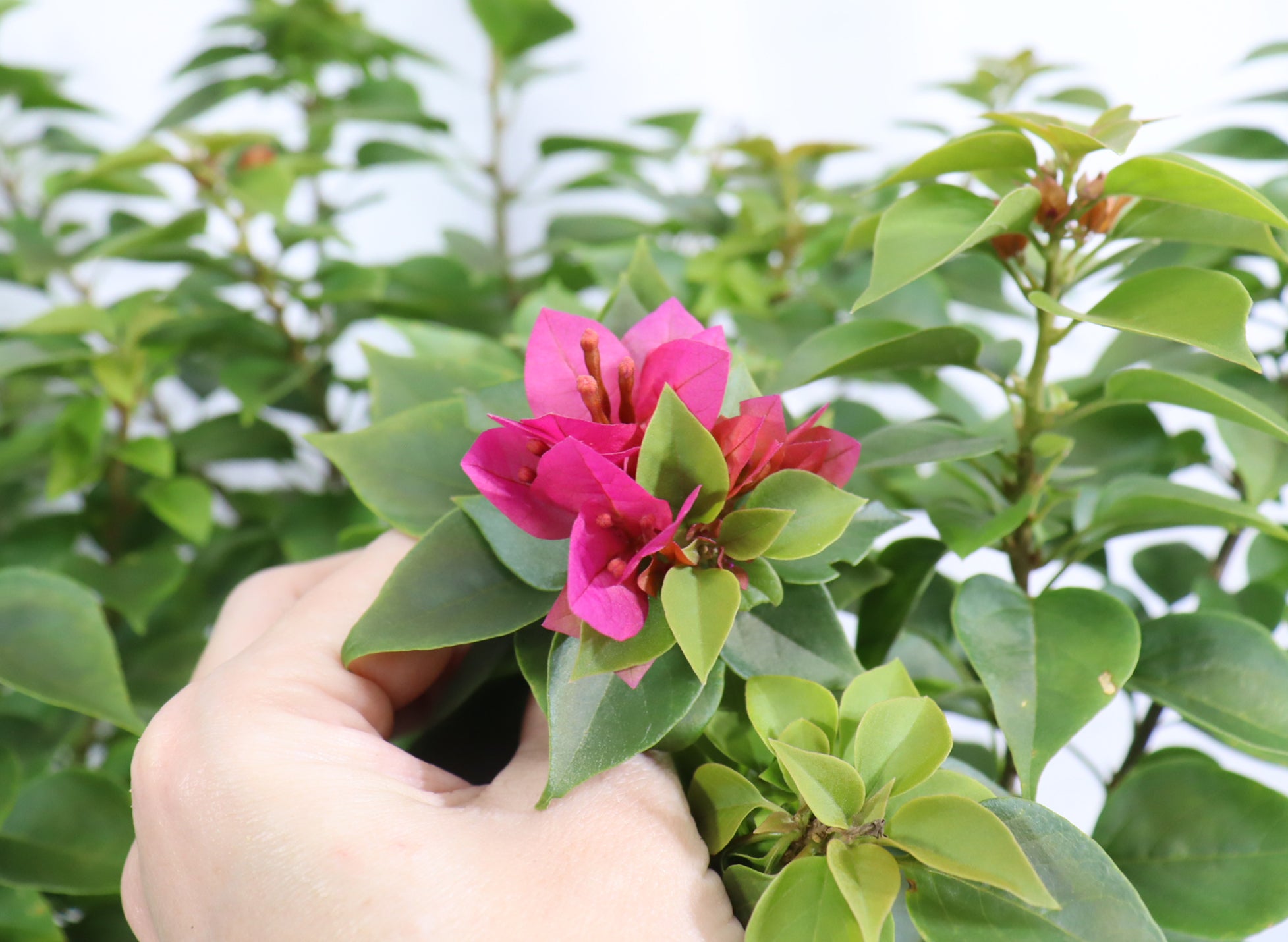 Assorted Pink Pixie Bougainvillea in Plastic Pots (5