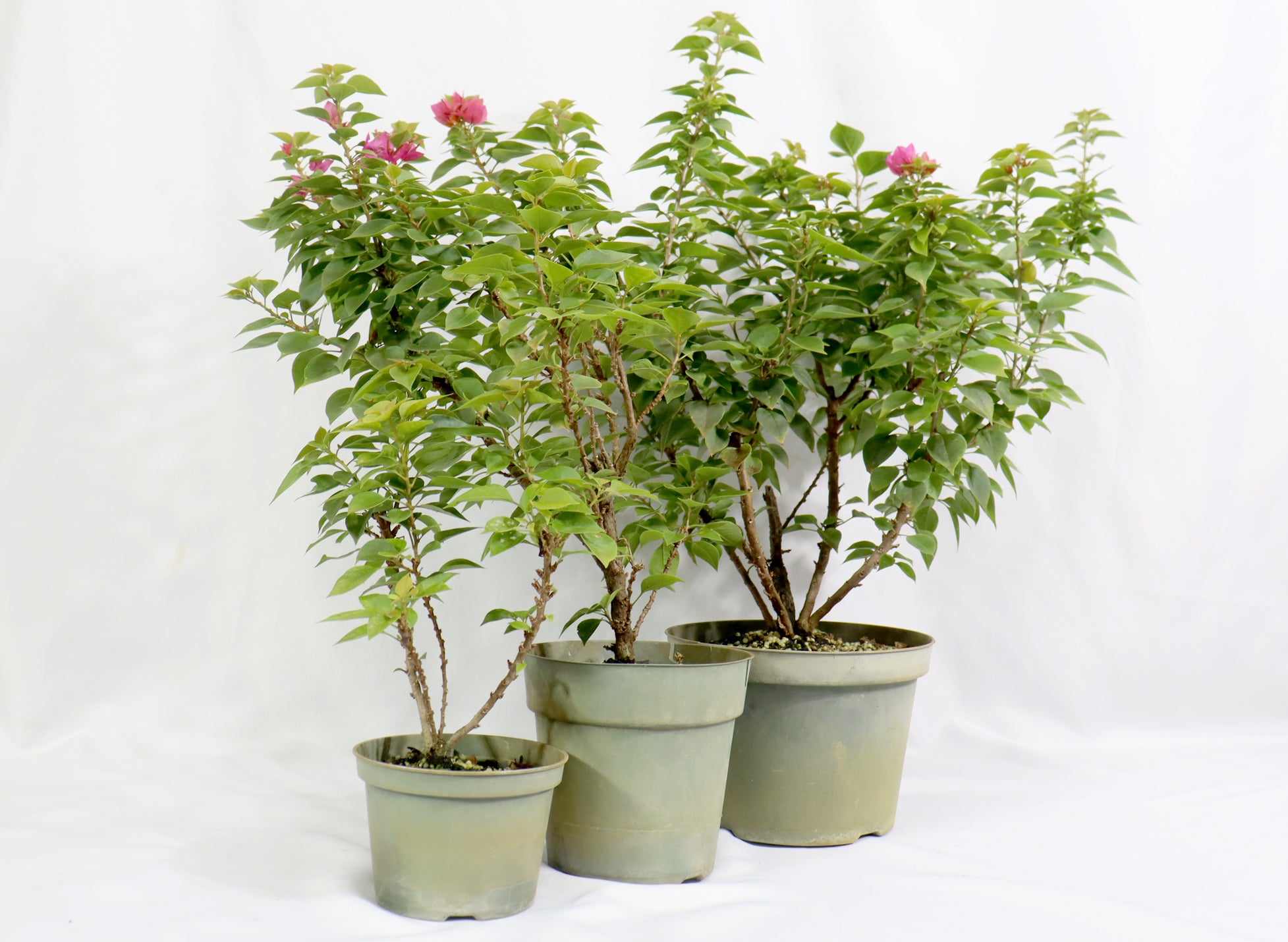 Assorted Pink Pixie Bougainvillea in Plastic Pots (5", 6", 8") - Schley's Bonsai
