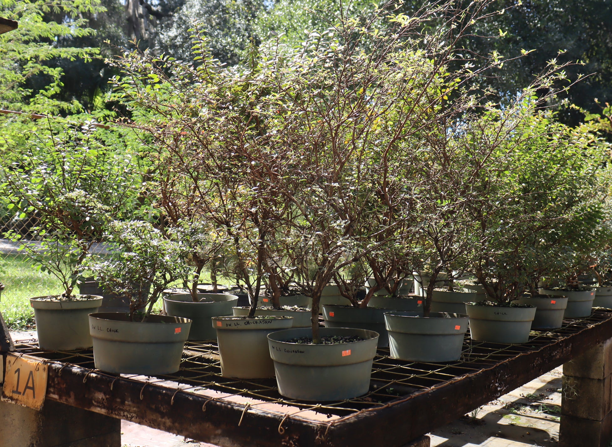 Assorted Crepe Myrtle in 10