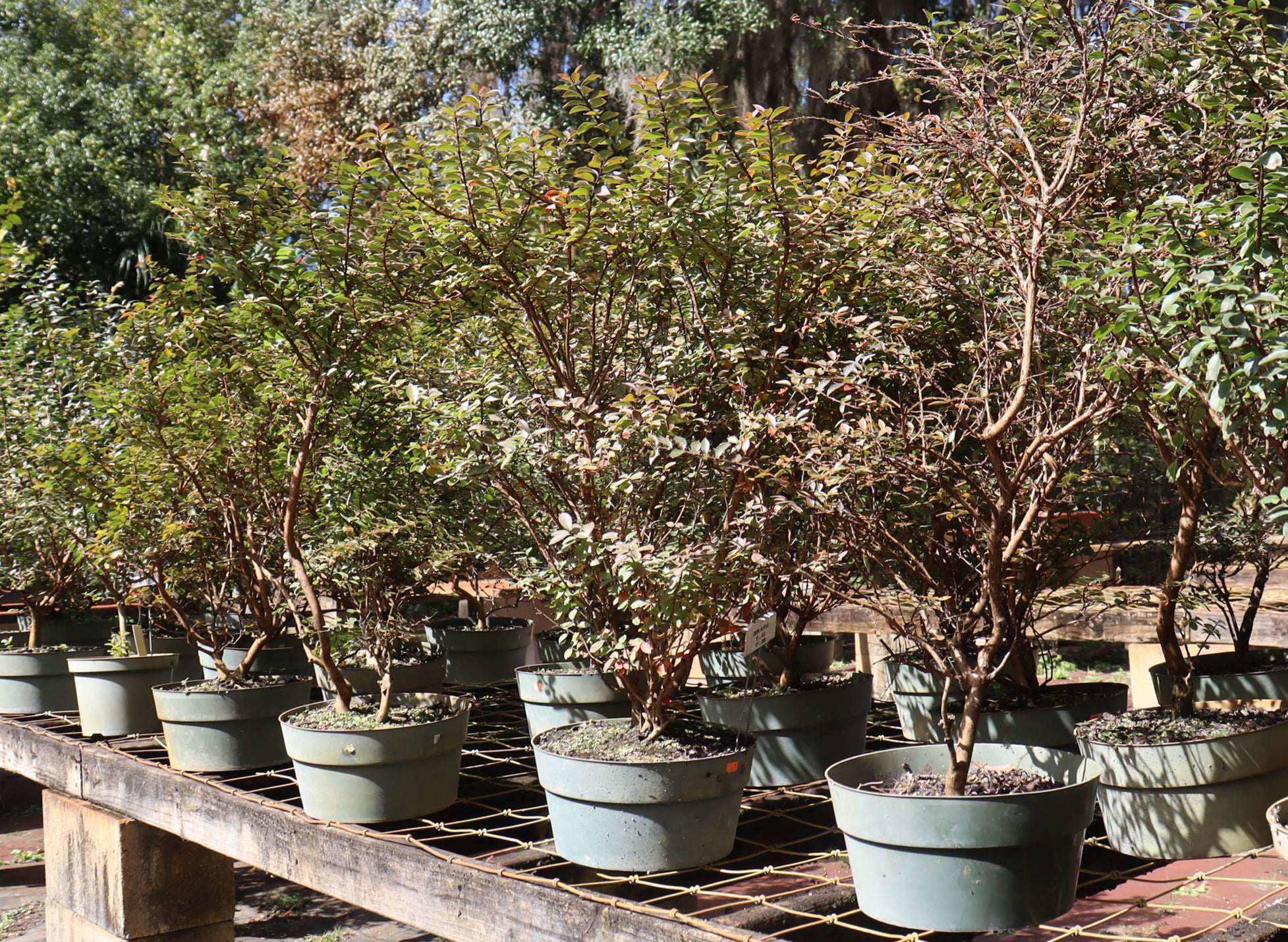 Assorted Crepe Myrtle in 10