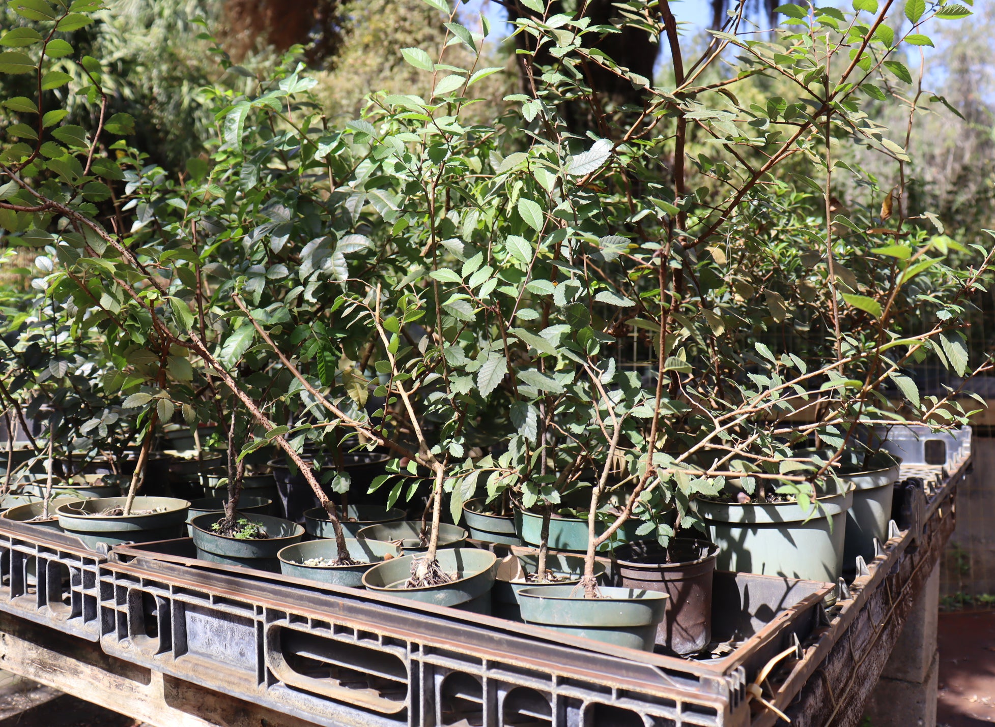 Assorted Chinese Elm Seedlings in 4" Plastic Pots - Schley's Bonsai