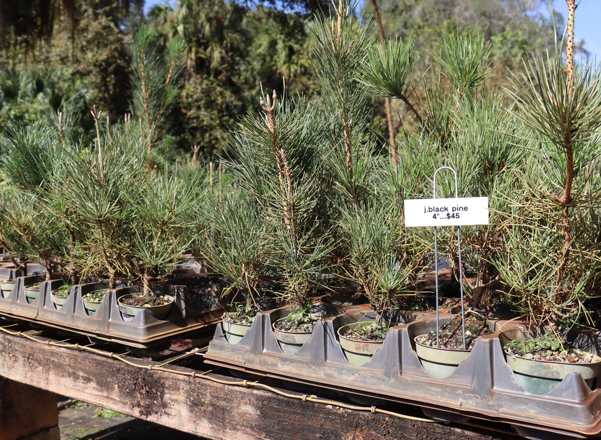 Assorted Shohin Japanese Black Pine Seedlings in 4" Plastic Pots - Schley's Bonsai