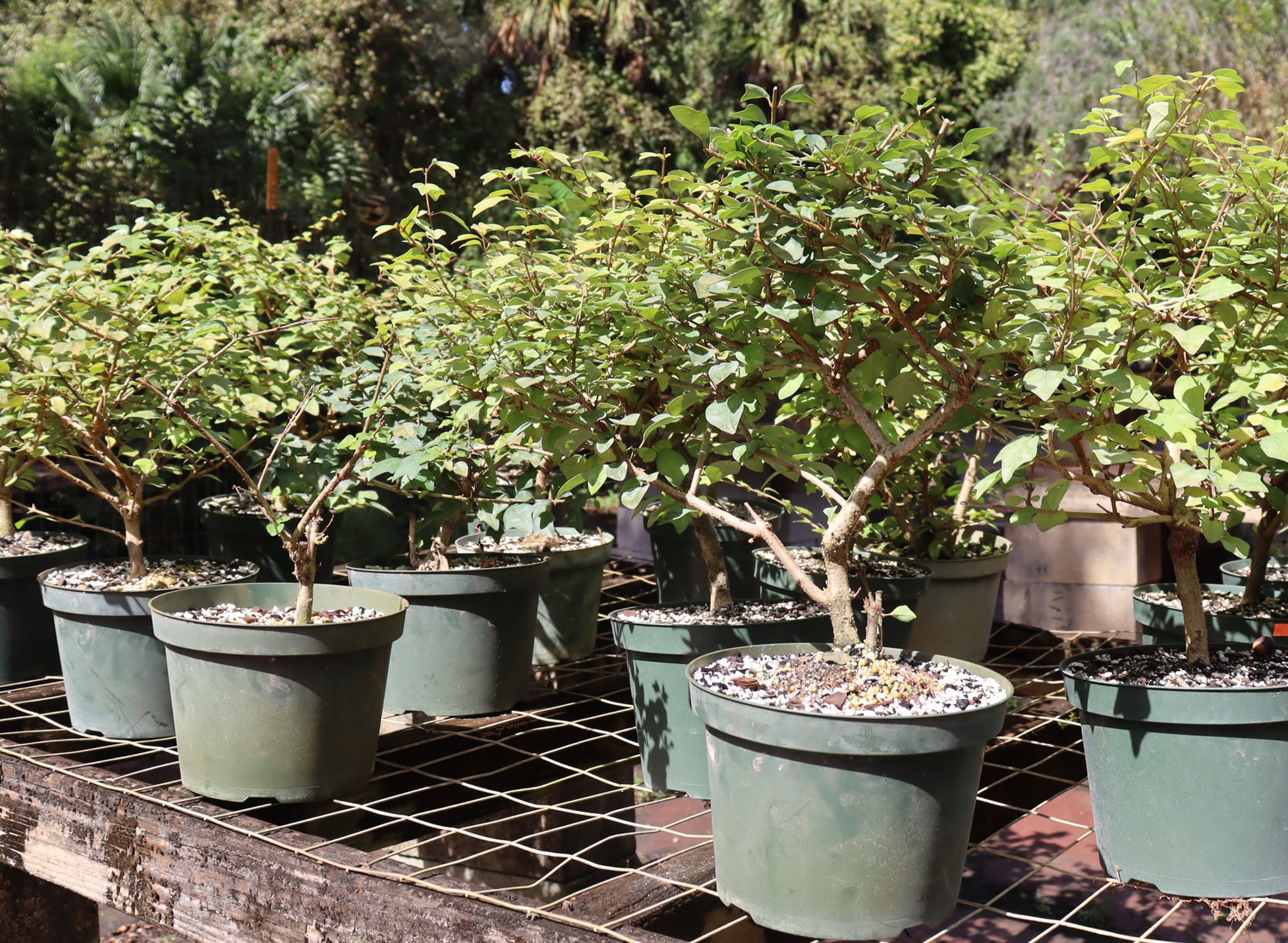 Assorted Parrot's Beak in 8" Plastic Pots - Schley's Bonsai