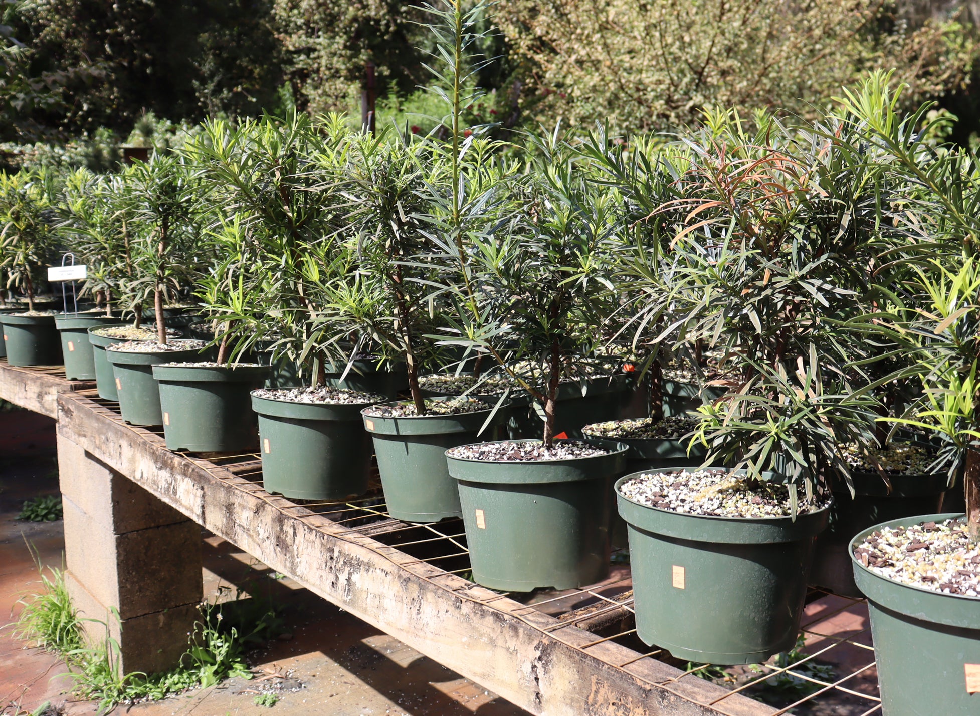 Assorted Podocarpus in 8" Plastic Pots - Schley's Bonsai