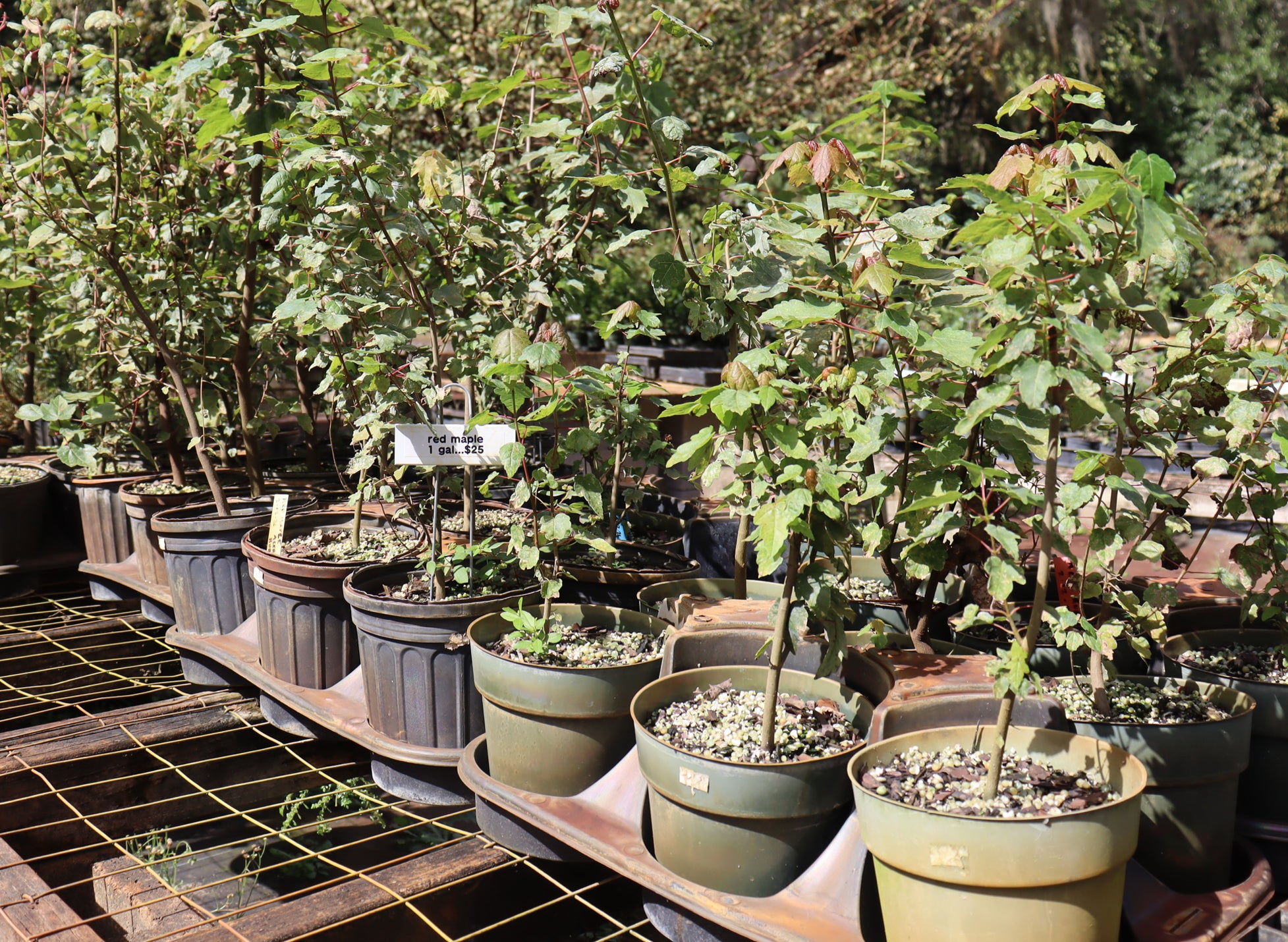 Assorted Red Maples in One Gallon Pots - Schley's Bonsai