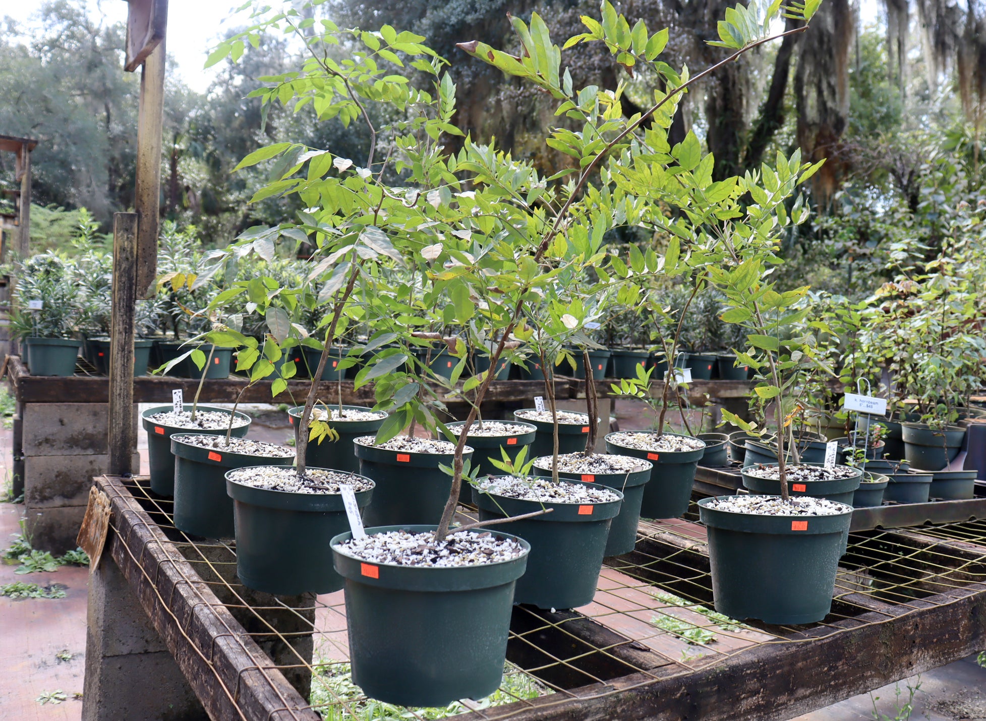 Assorted Japanese Wisteria in 8" Plastic Pots - Schley's Bonsai