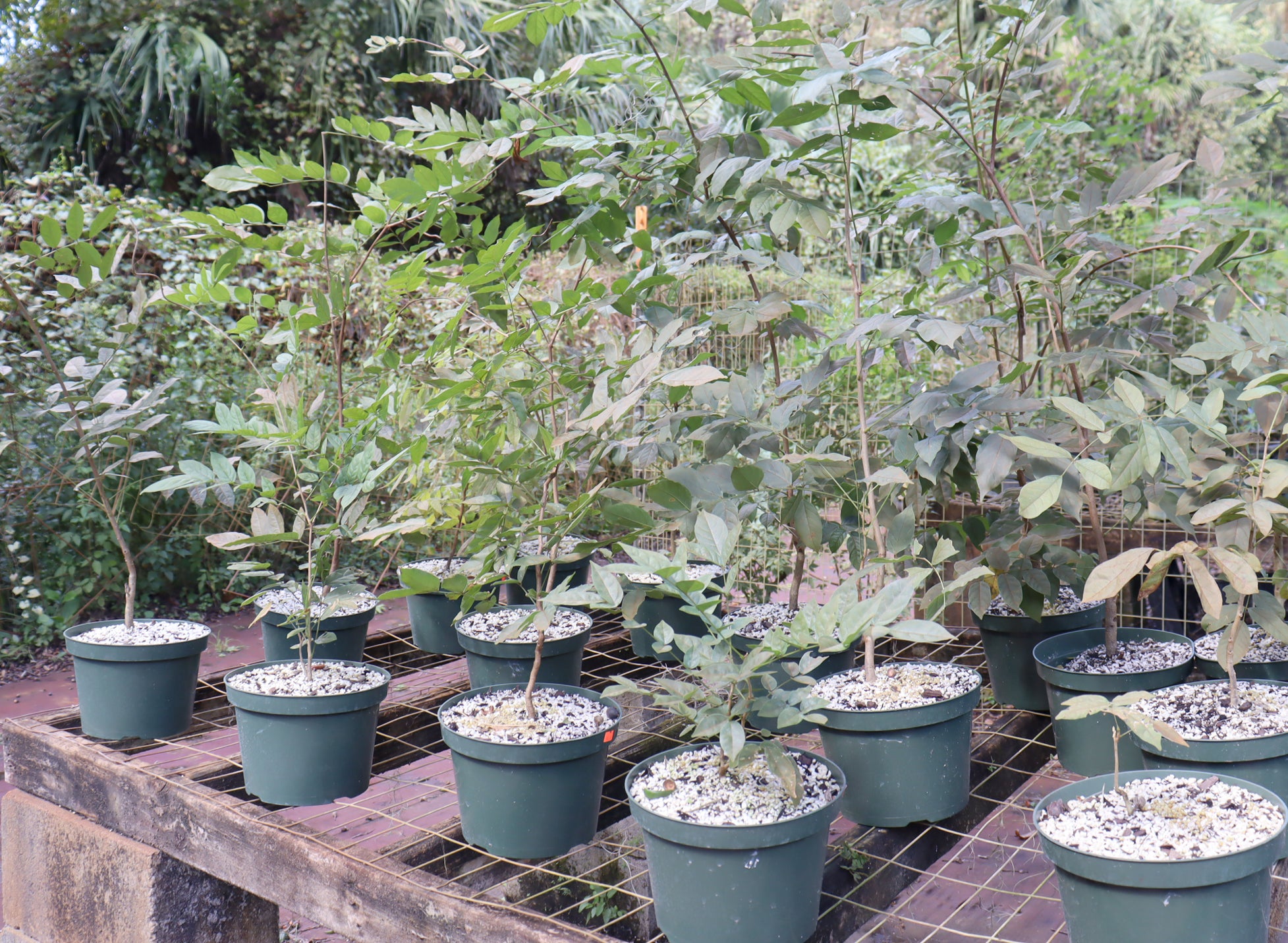 Assorted Chinese Wisteria in 8" Plastic Pots - Schley's Bonsai