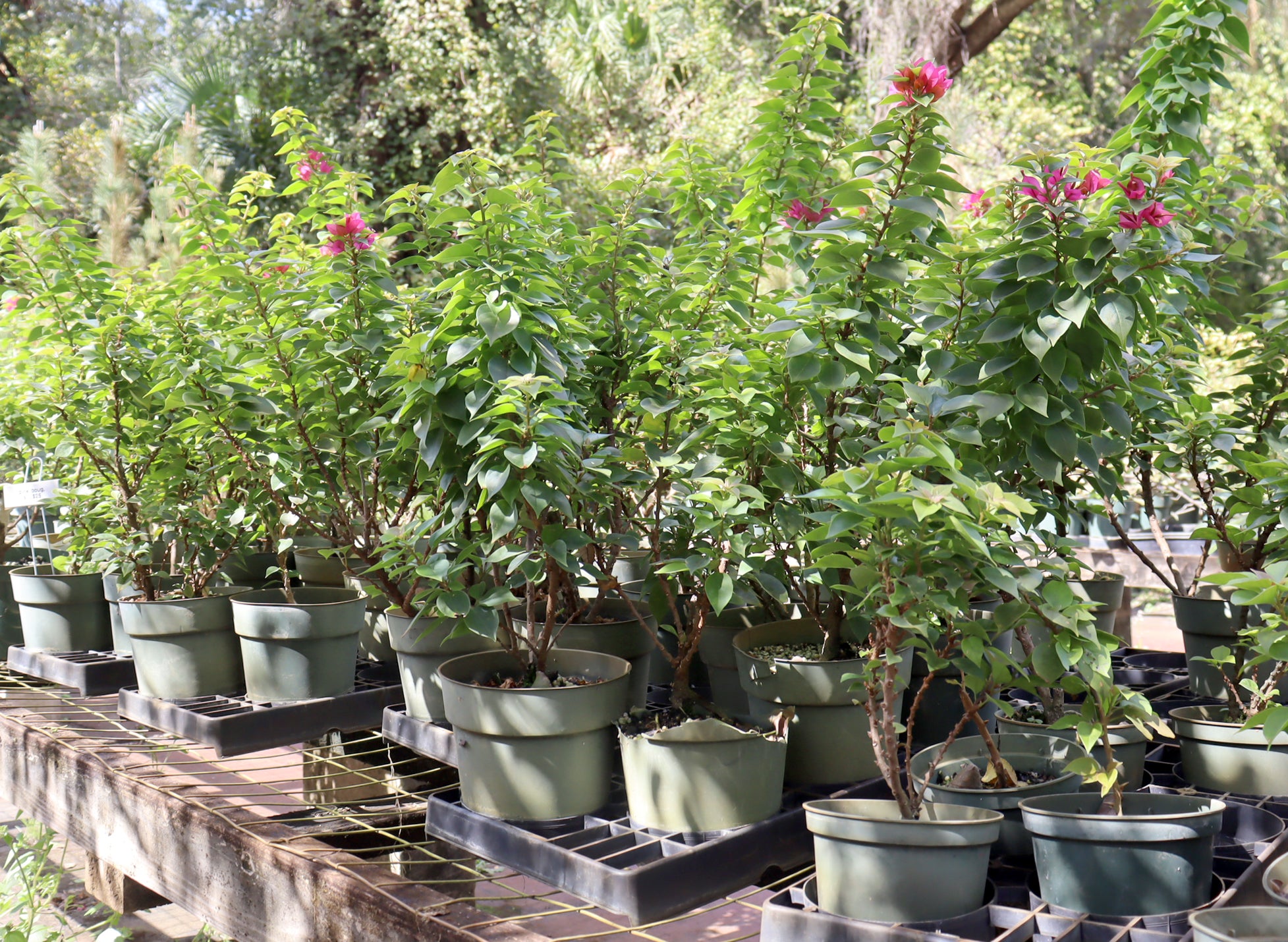 Assorted Pink Pixie Bougainvillea in Plastic Pots (5", 6", 8") - Schley's Bonsai