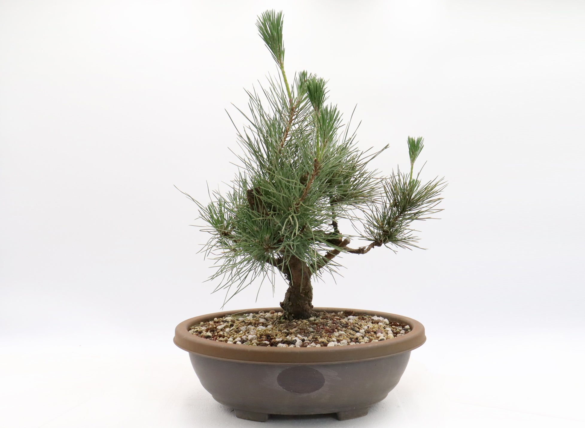 Japanese Black Pine Pre-Bonsai in a 14 Inch Plastic Trainer
