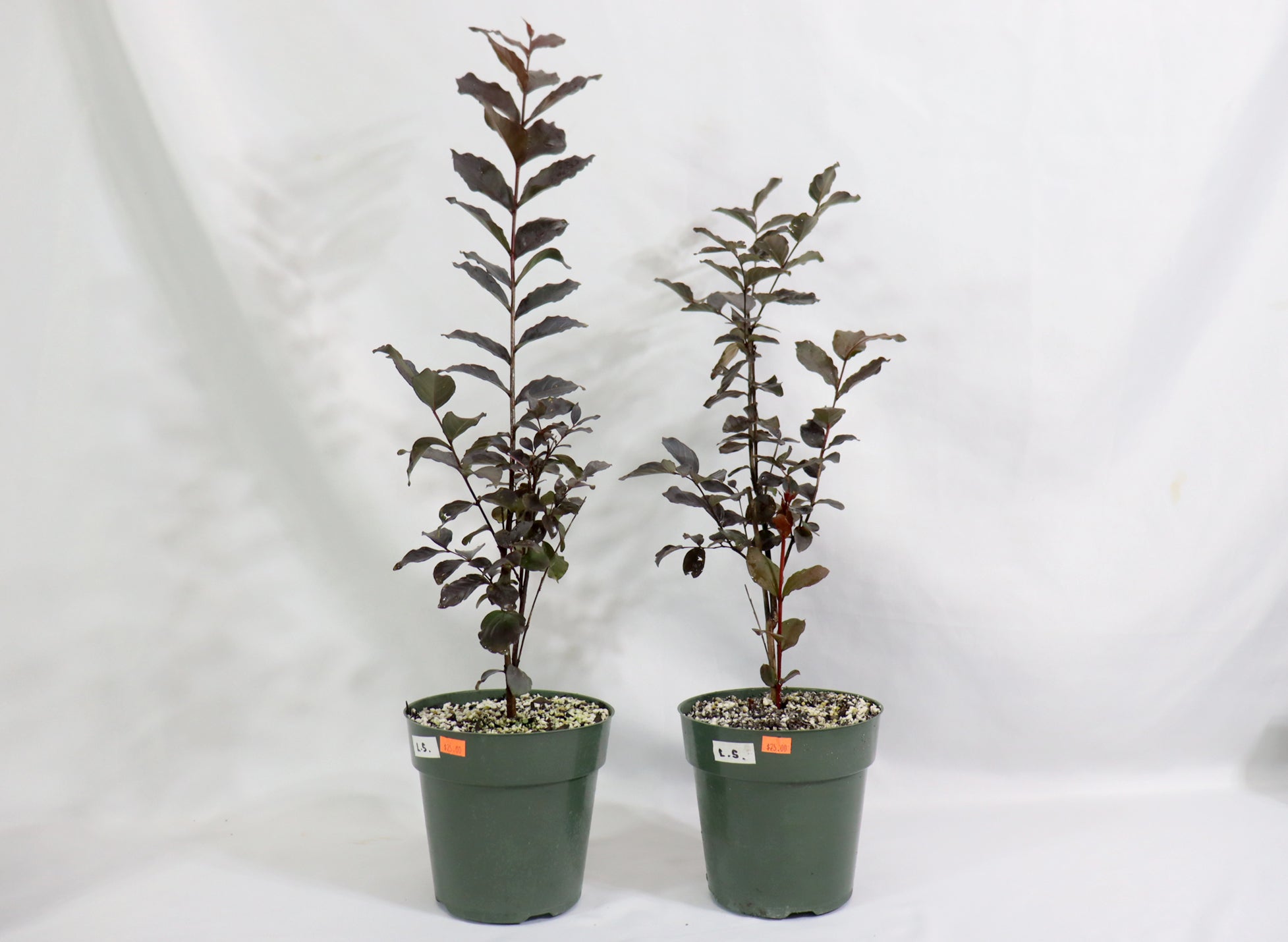 Lavender Sky Crepe Myrtle in 6" Plastic Pots - Schley's Bonsai