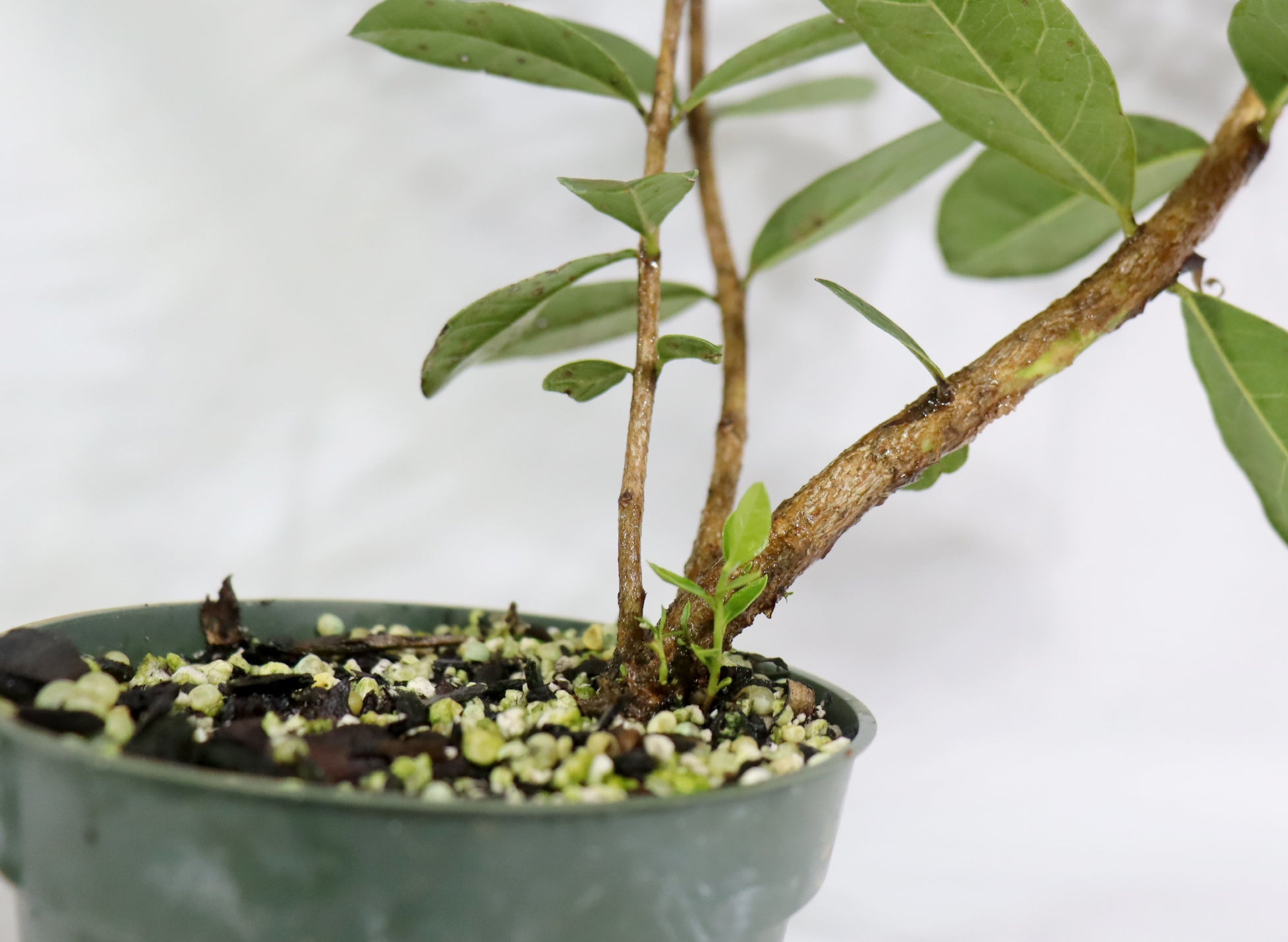 Assorted Pineapple Guava in Four Inch Plastic Pots