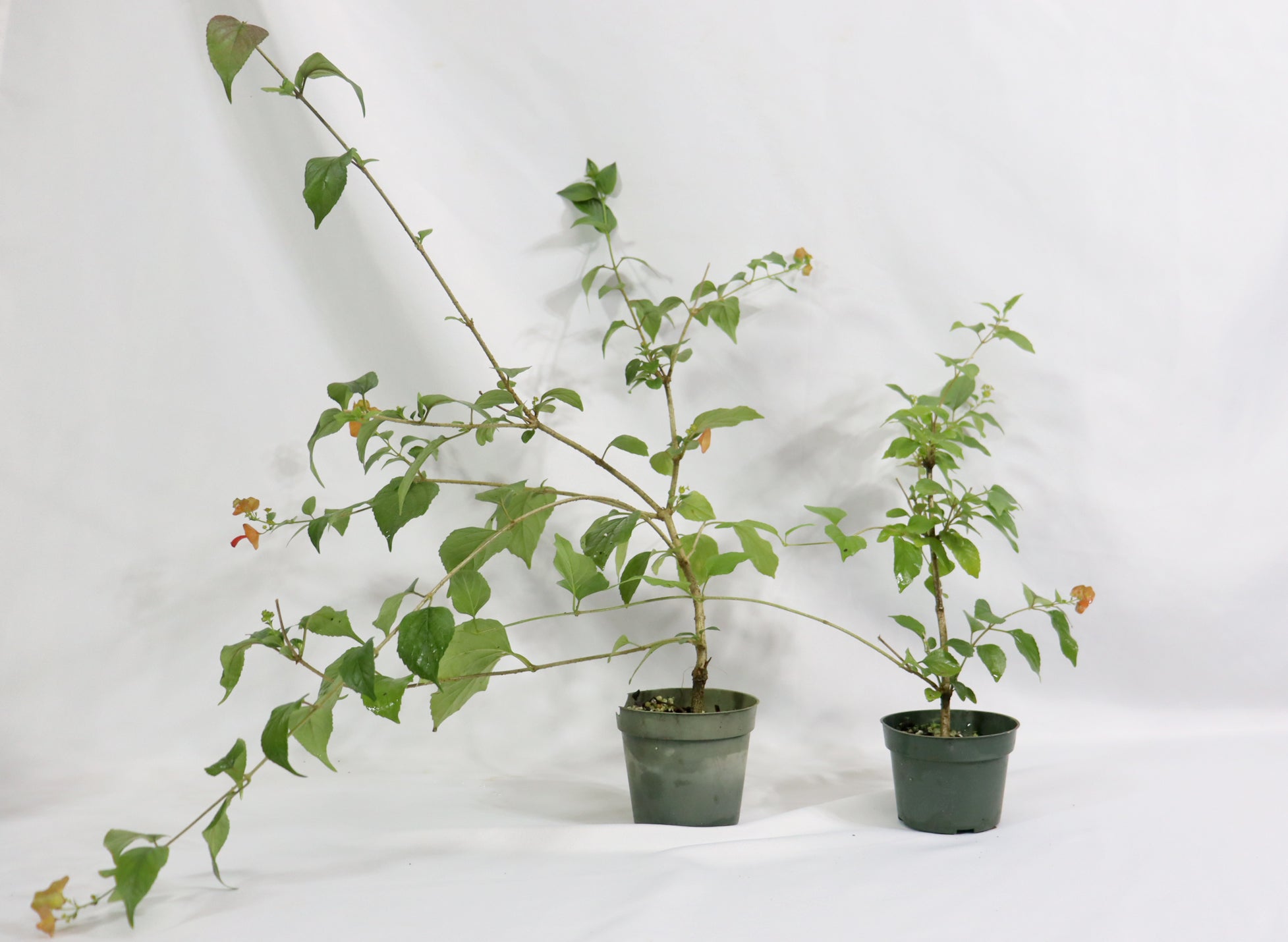 Chinese Hat in 4" Plastic Pots - Schley's Bonsai
