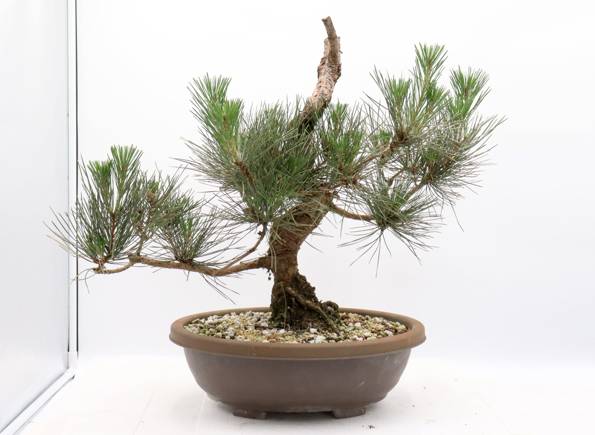 Pre-Bonsai Trees | Schley's Bonsai