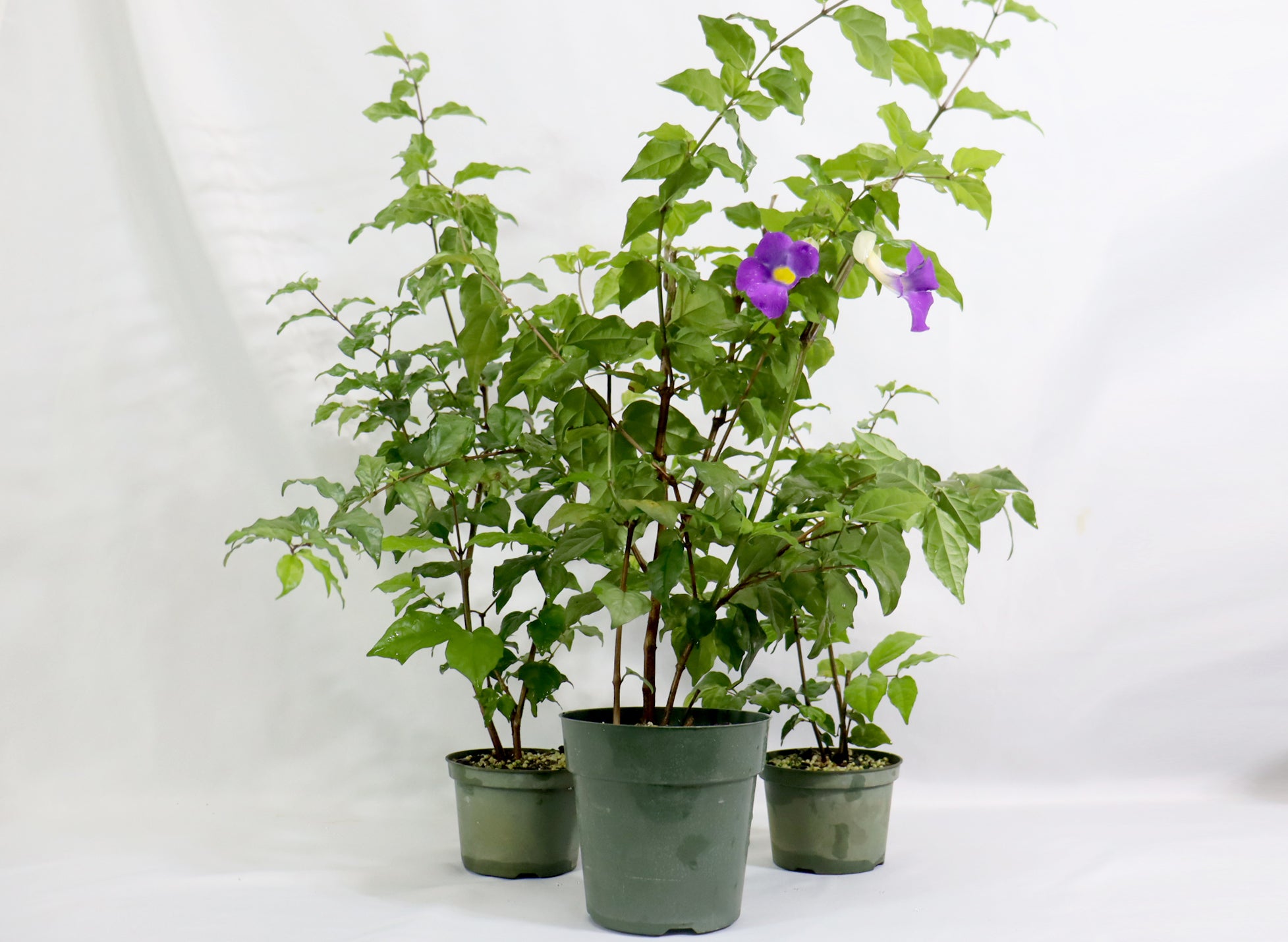 King's Mantle in 4" and 6" Plastic Pots - Schley's Bonsai