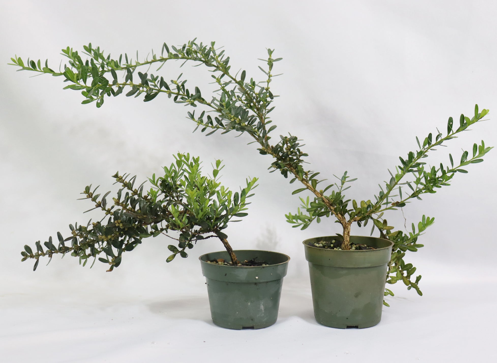 Assorted Harland Boxwood Cuttings in Four Inch Plastic Pots - Schley's Bonsai
