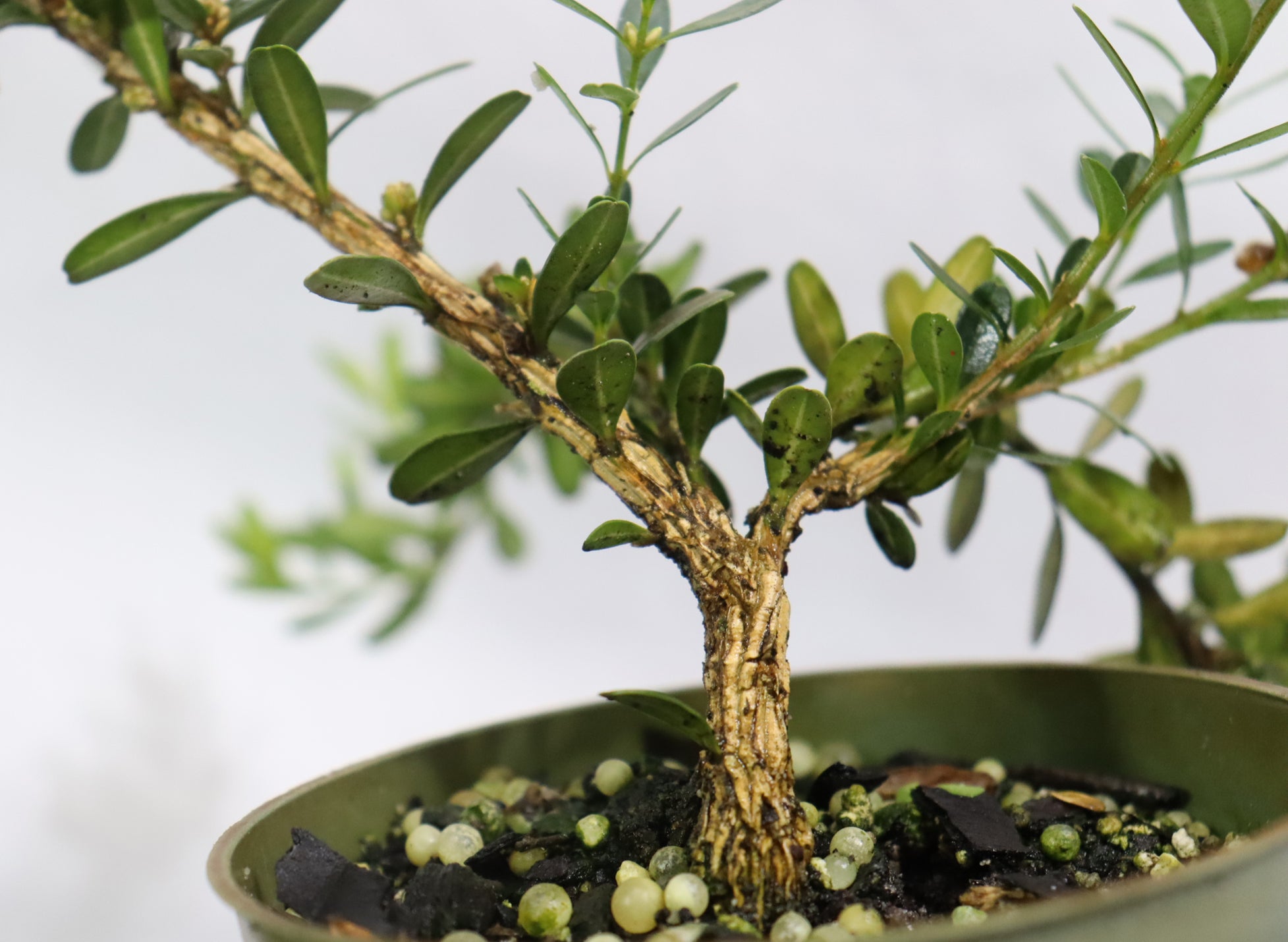 Assorted Harland Boxwood Cuttings in Four Inch Plastic Pots